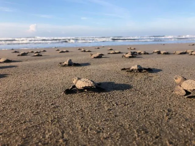 Day in Redwood Beach Resort