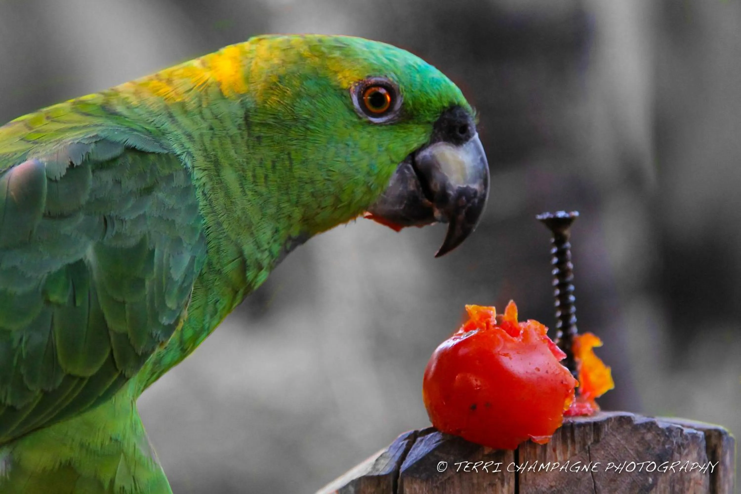 Pets in Redwood Beach Resort