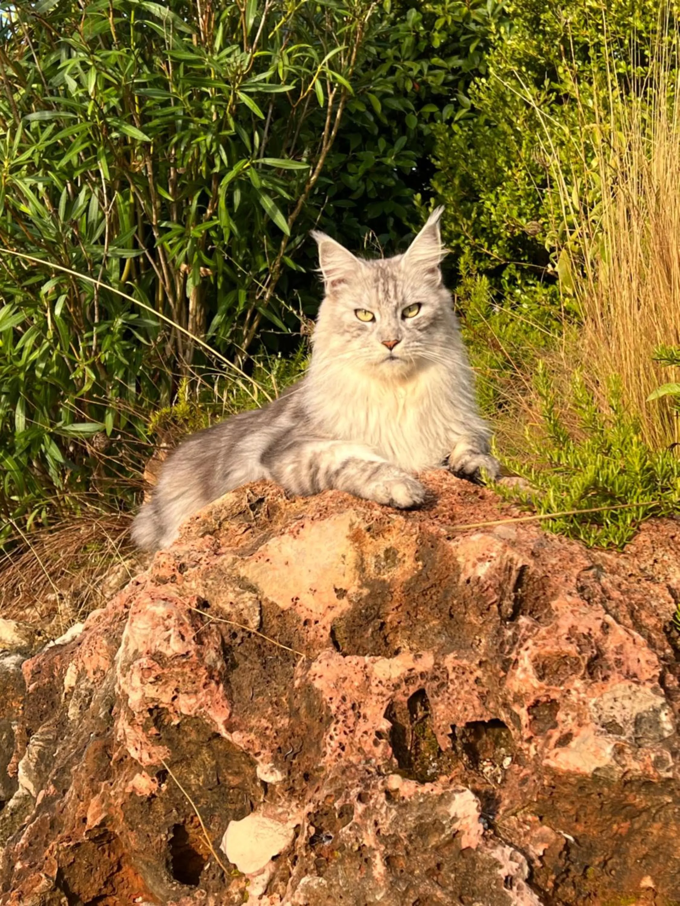 Animals in La Bergerie