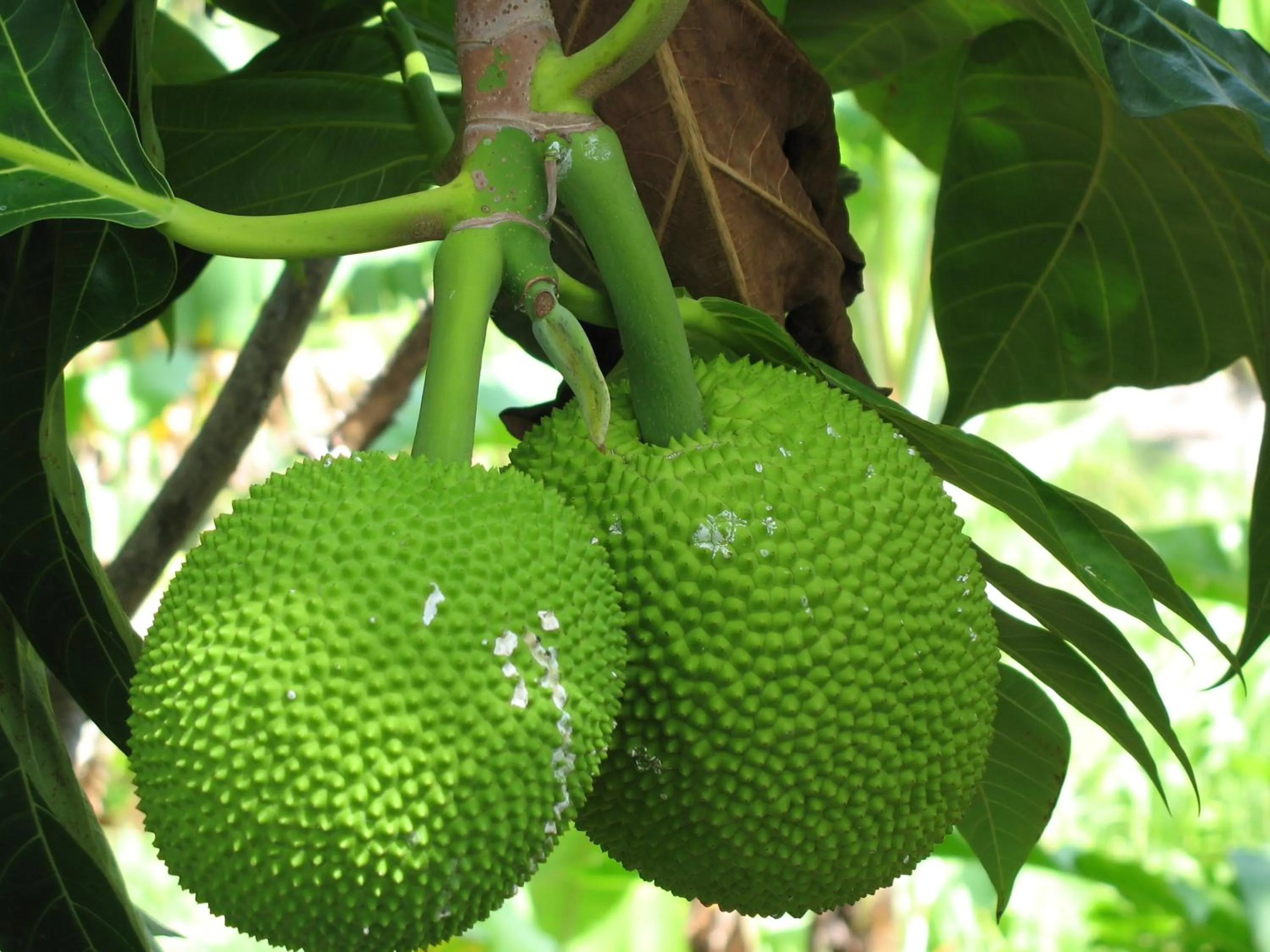 Other in Tamarind Great House