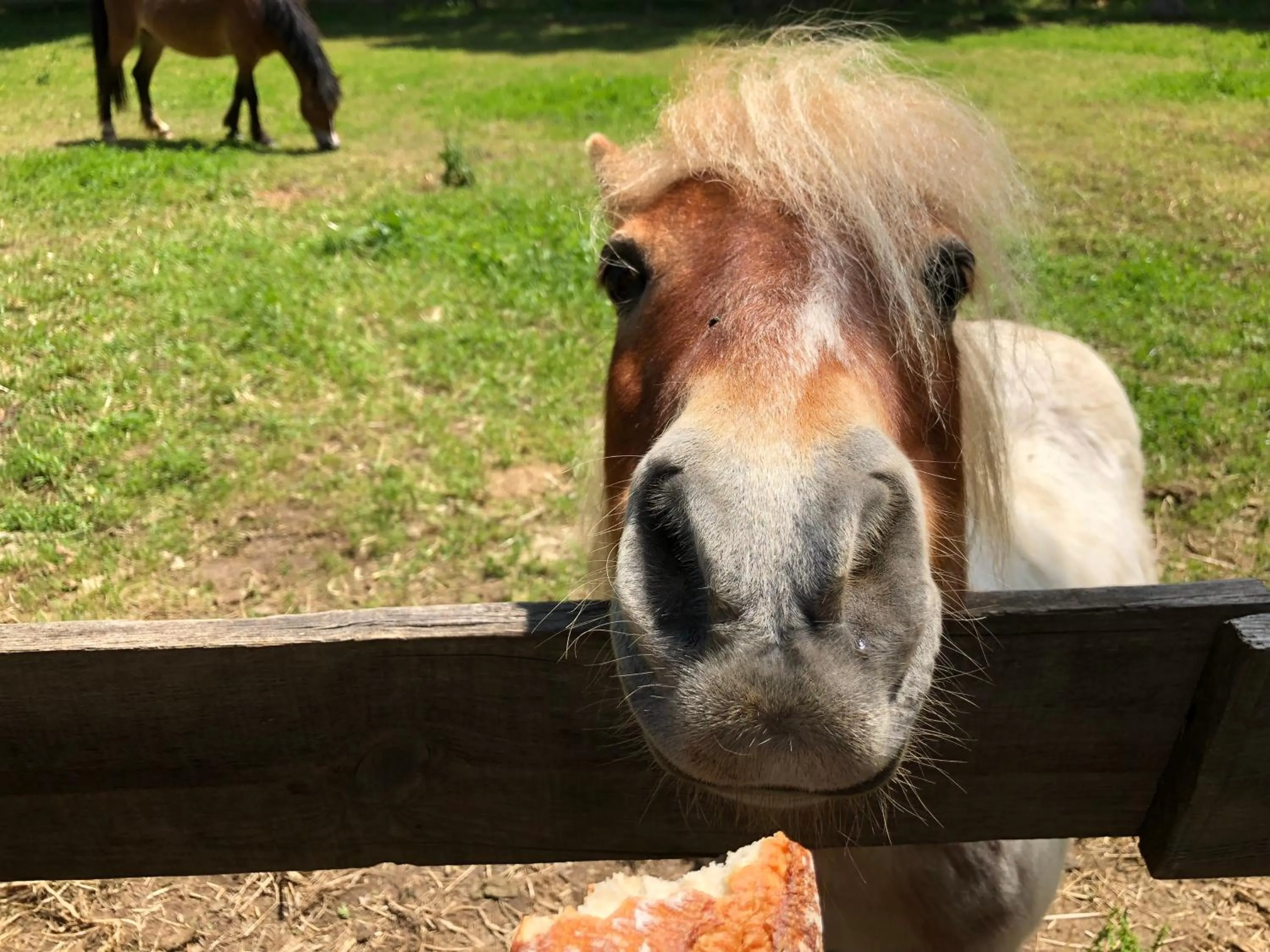 Horse-riding in Mobil Homes Vacances