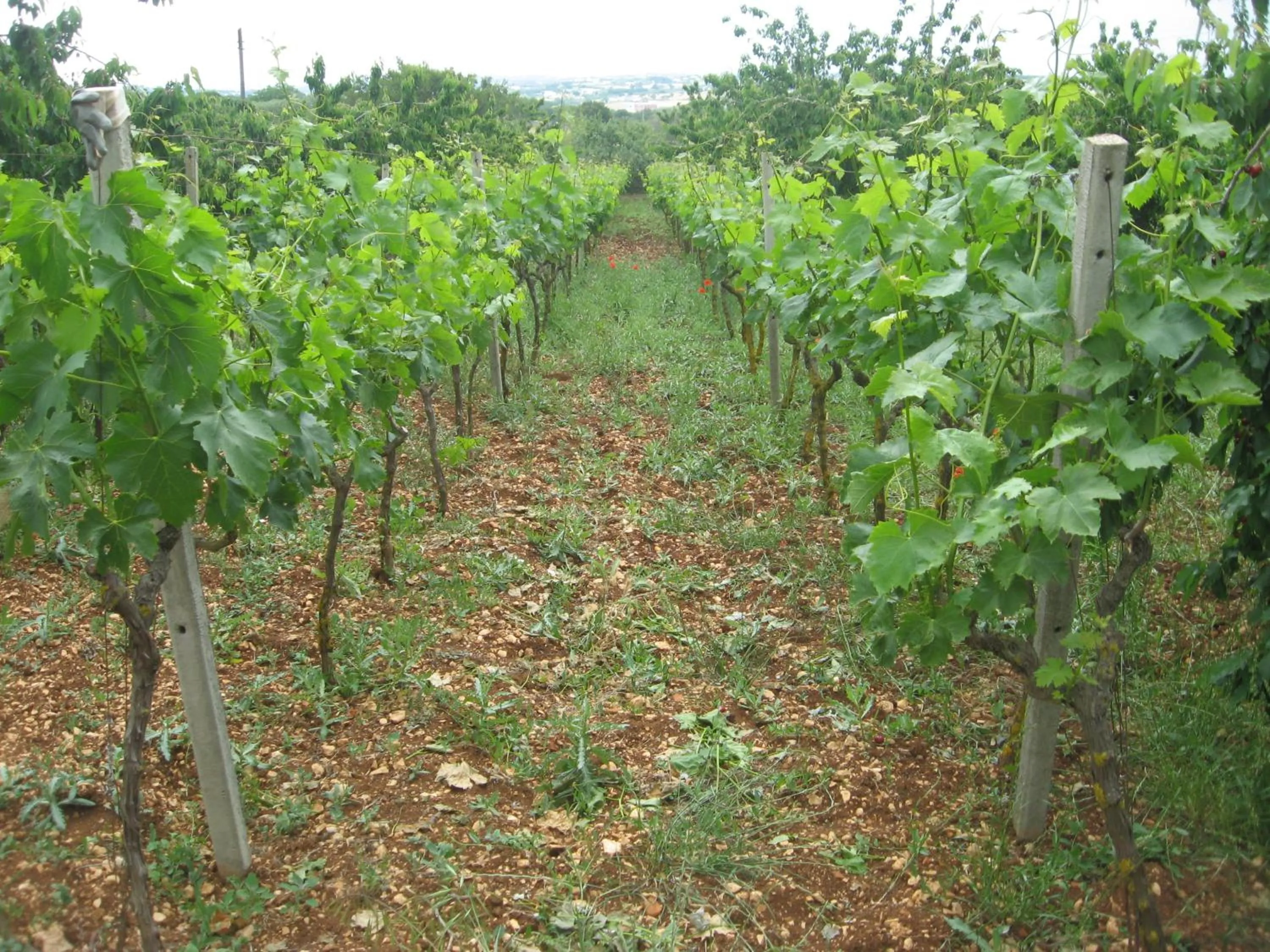 View (from property/room) in Red Rose B&B