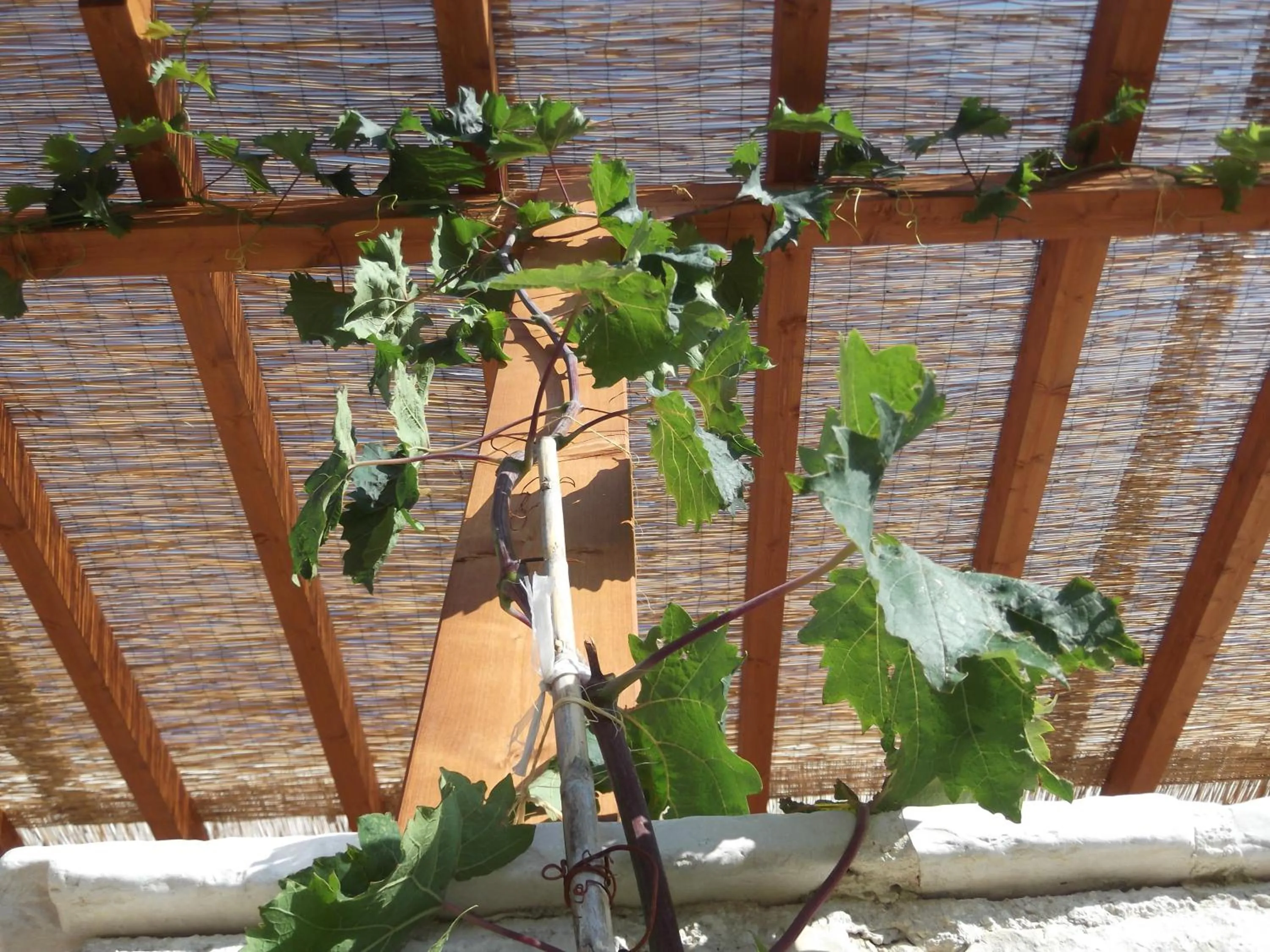 Facade/entrance in Red Rose B&B