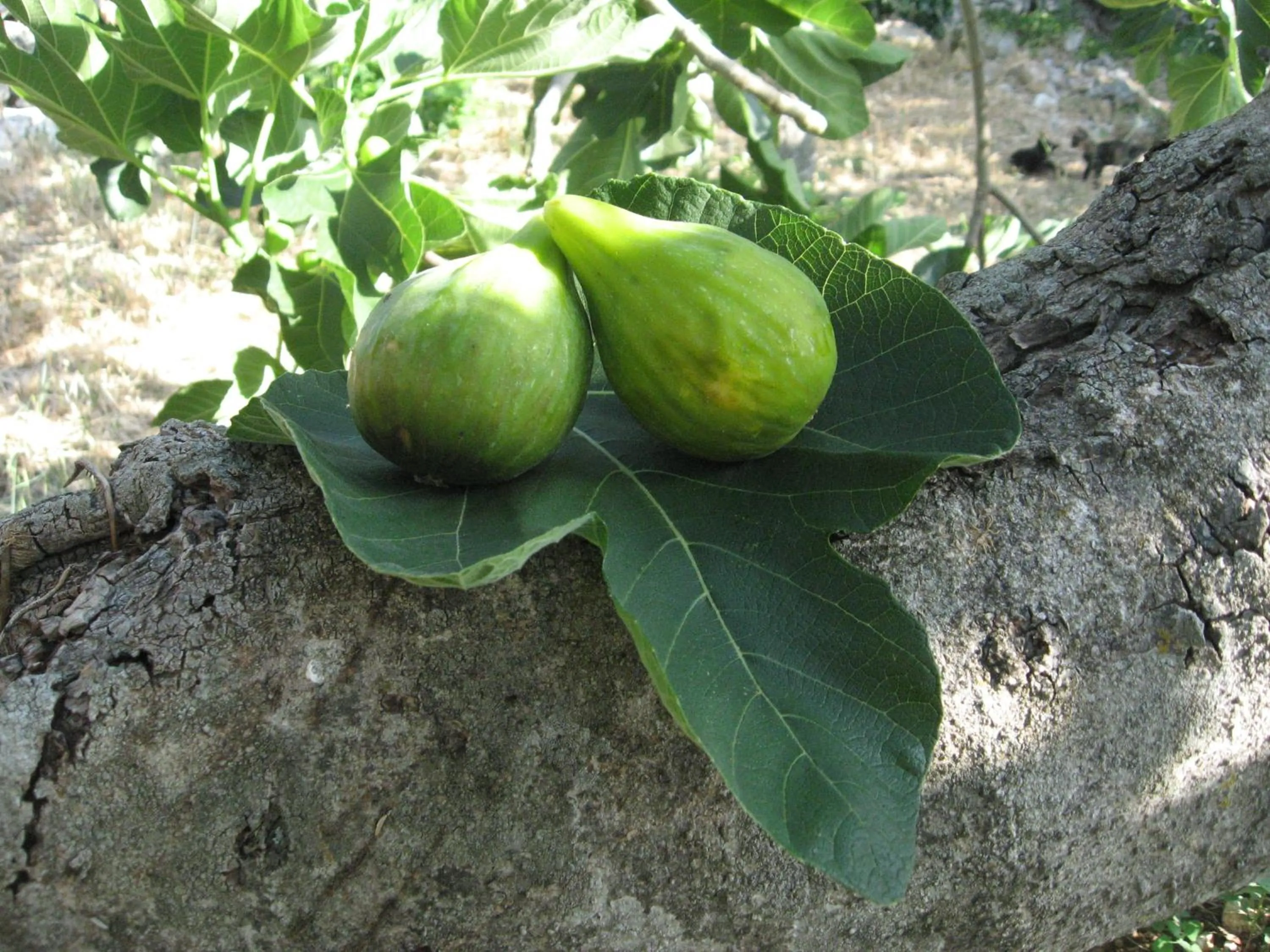 View (from property/room) in Red Rose B&B