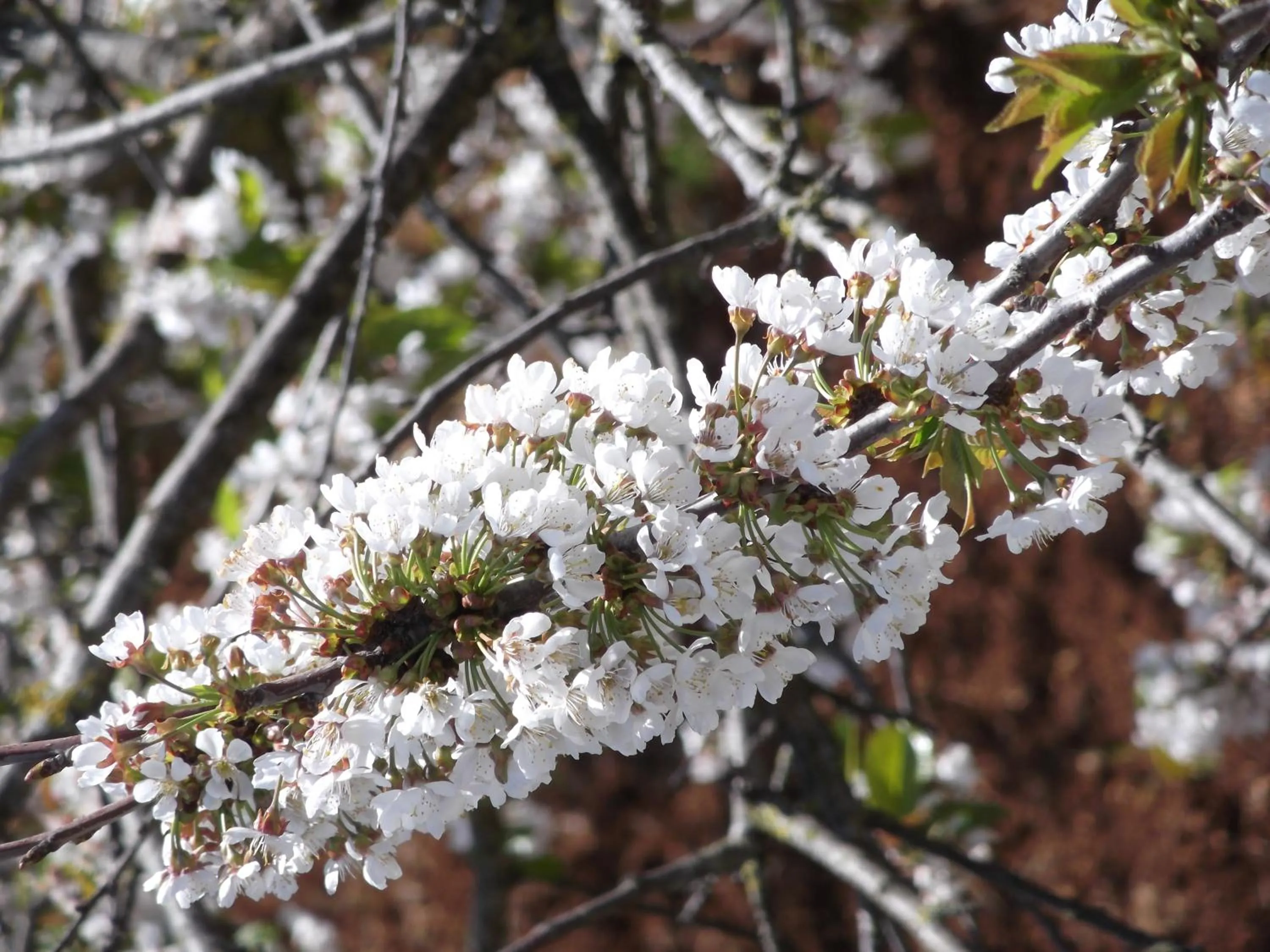 View (from property/room) in Red Rose B&B