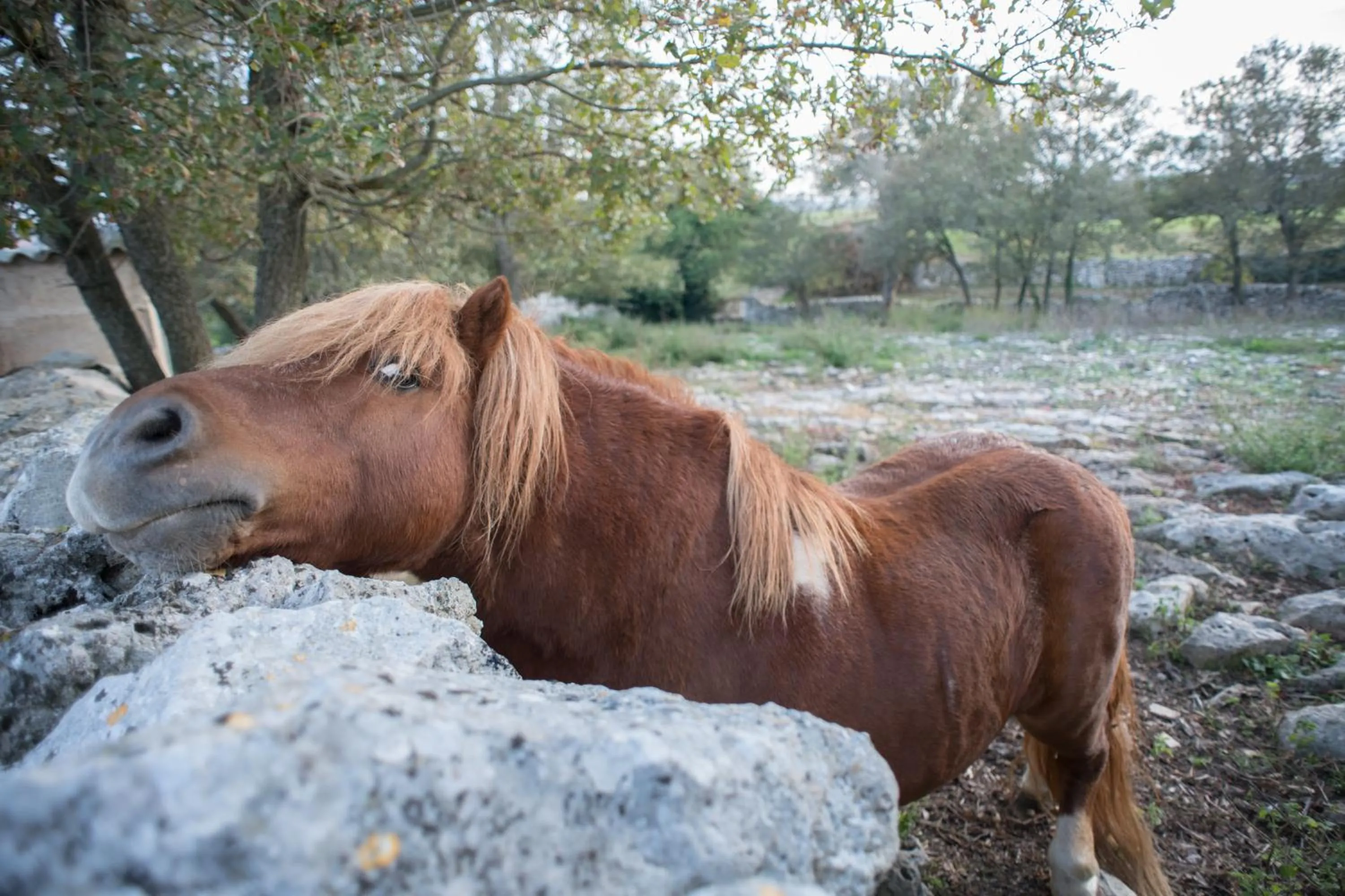 Pets in Red Rose B&B