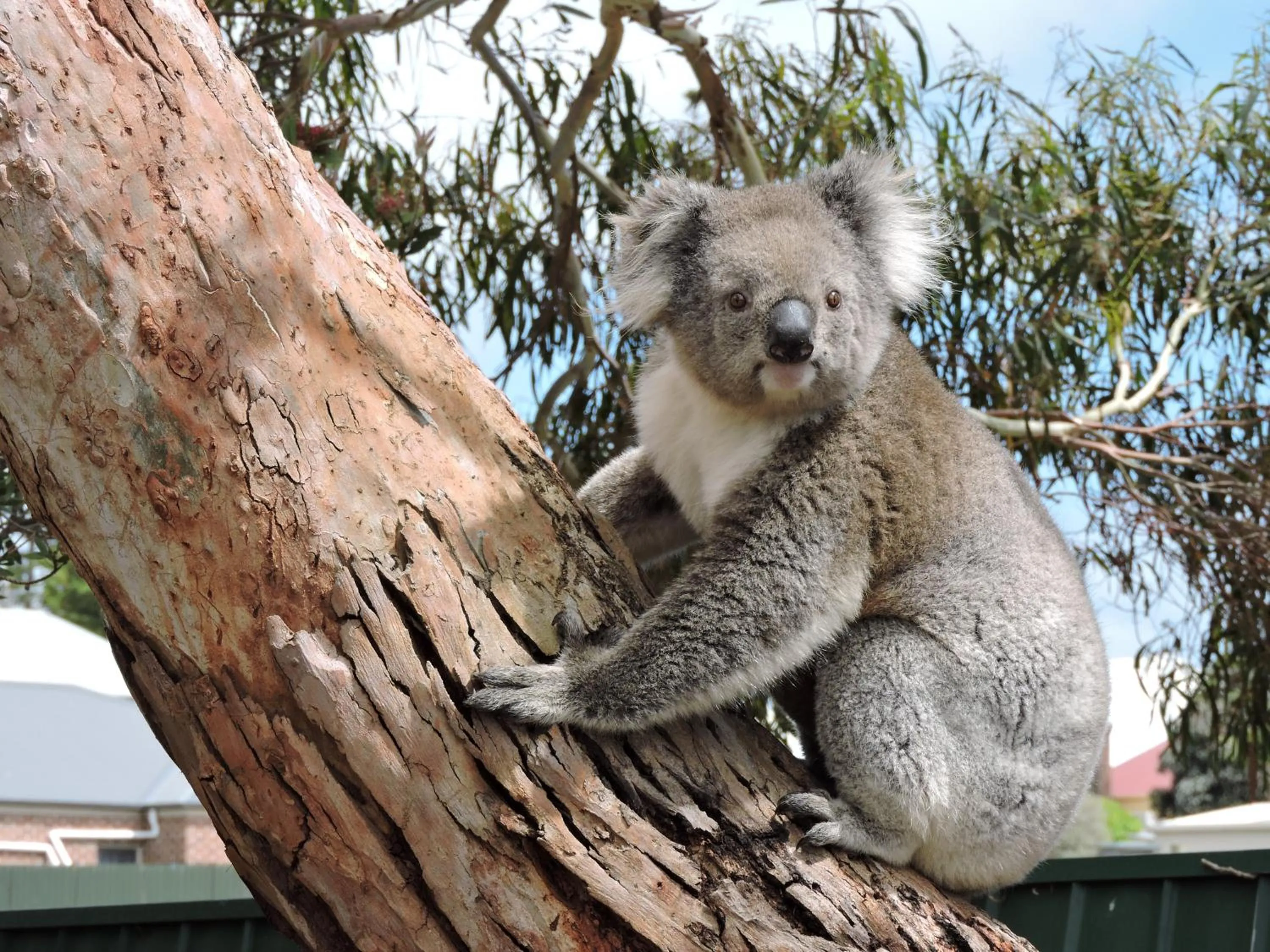 Garden in Melaleuca Motel