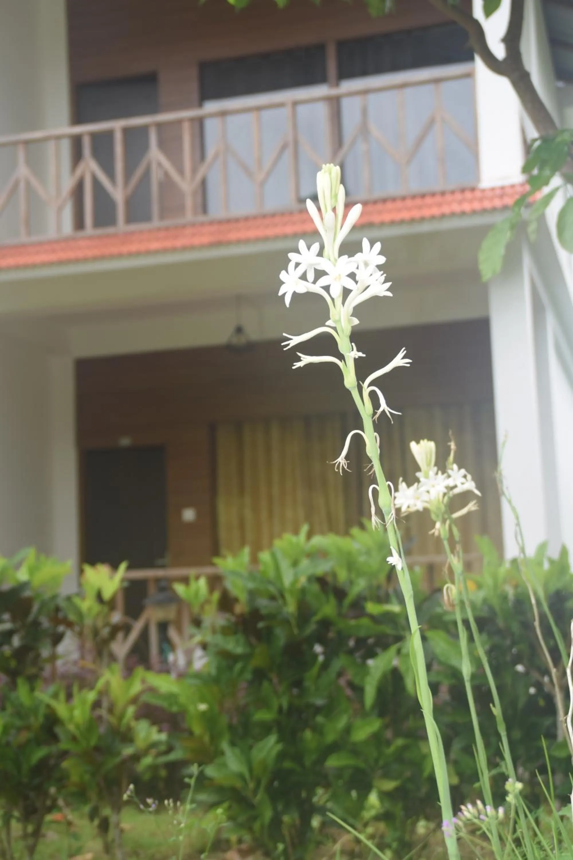 Day in Hotel Exotica Squares