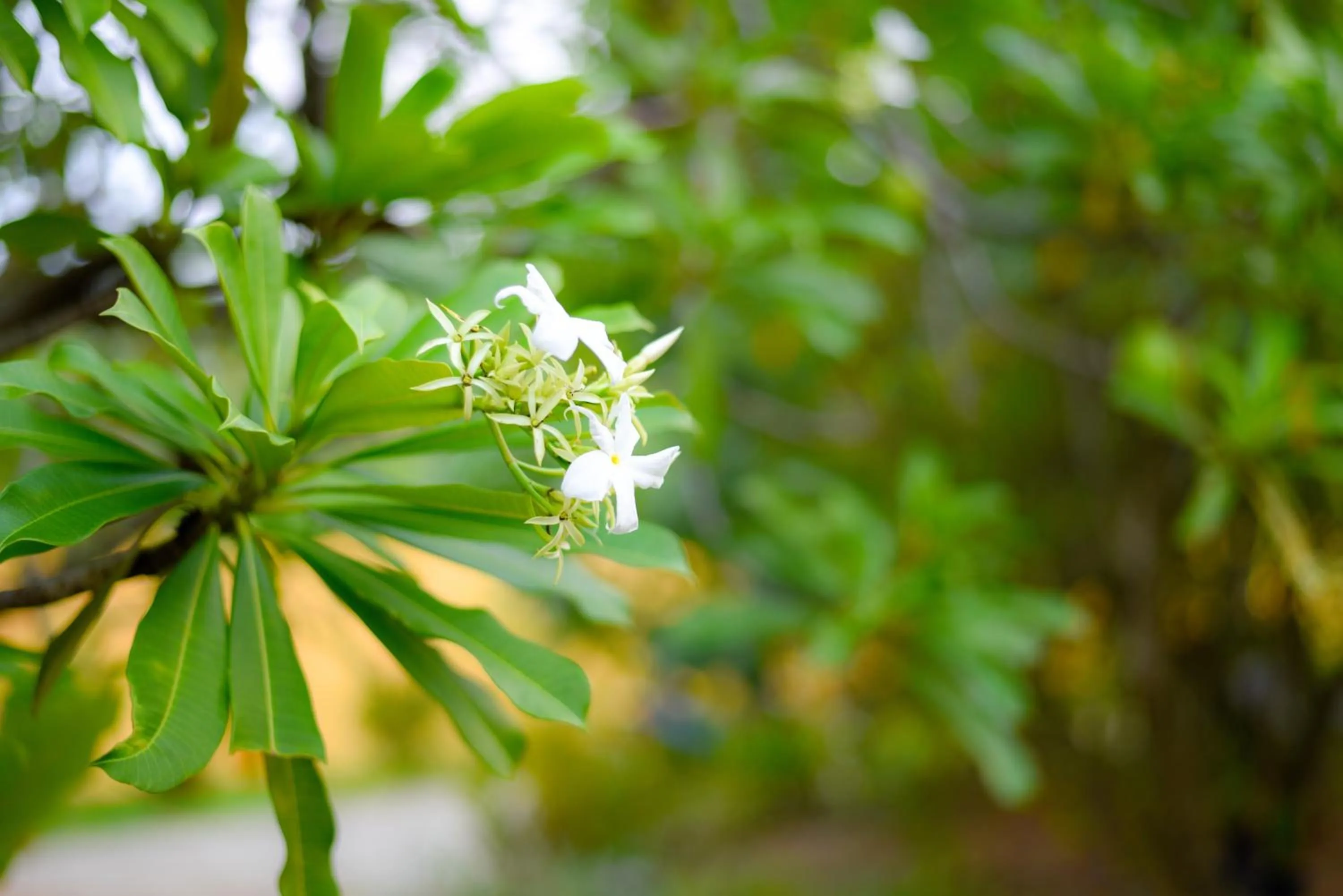 Odailem Resort - Talpe