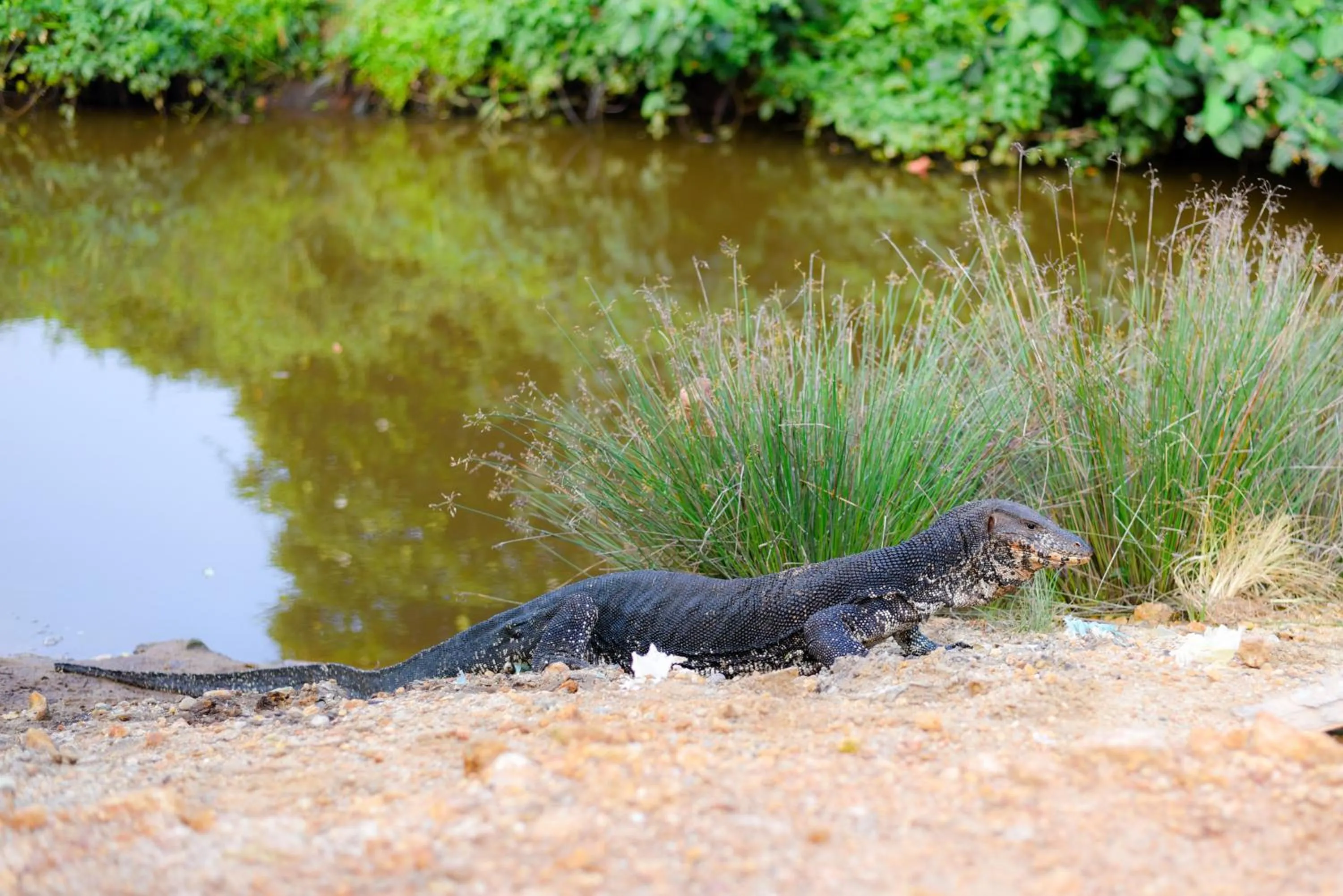 Animals in Odailem Resort - Talpe