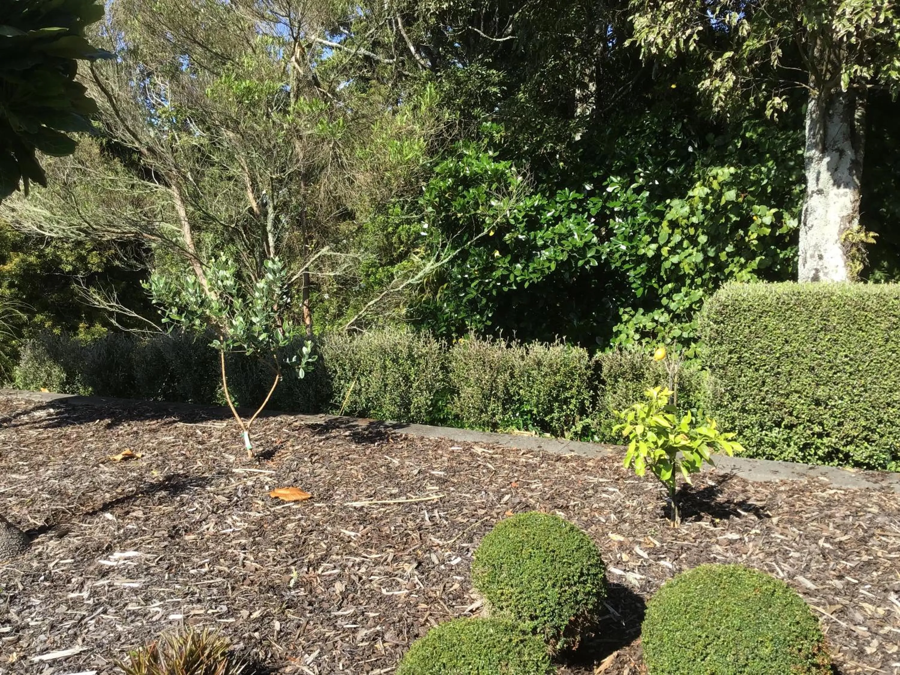 Garden in Treetops On Heta