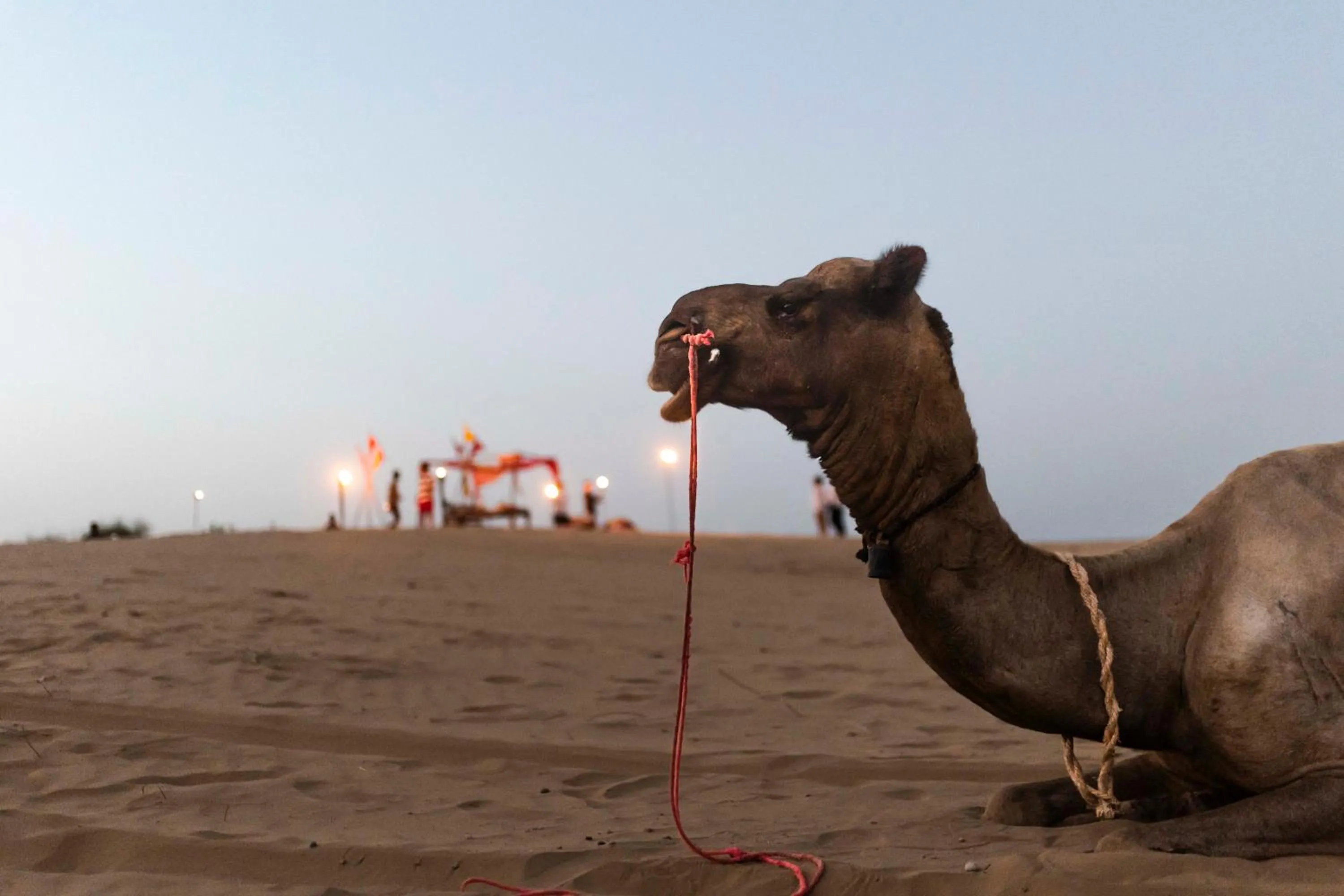 Animals in Nomads heaven desert camp jaisalmer