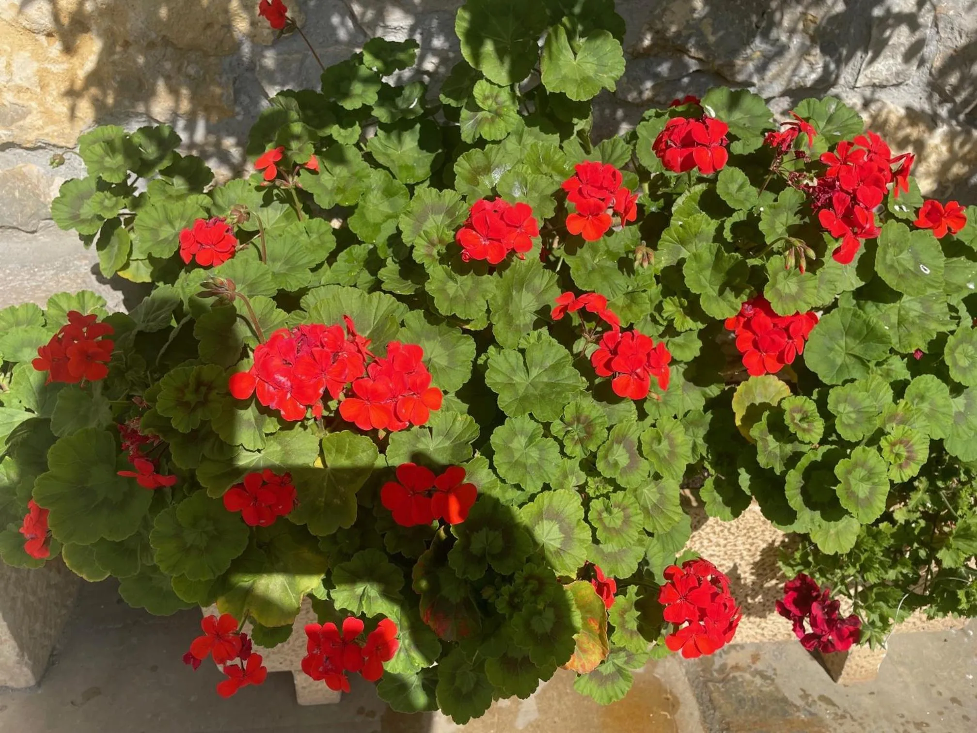 Garden in Posada La Victoria