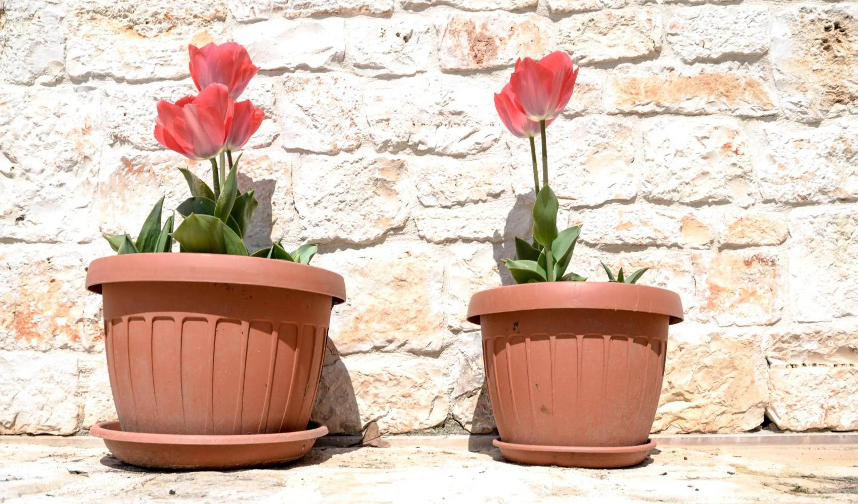 Other in Masseria Gravelle