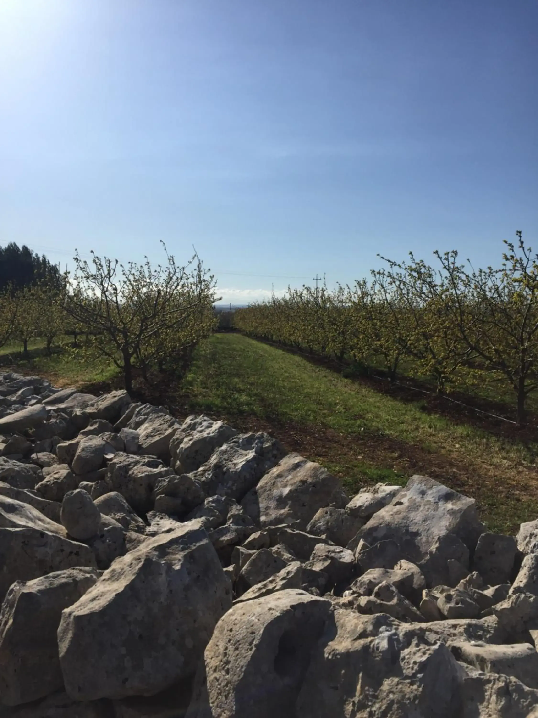 Masseria Gravelle Masseria Gravelle