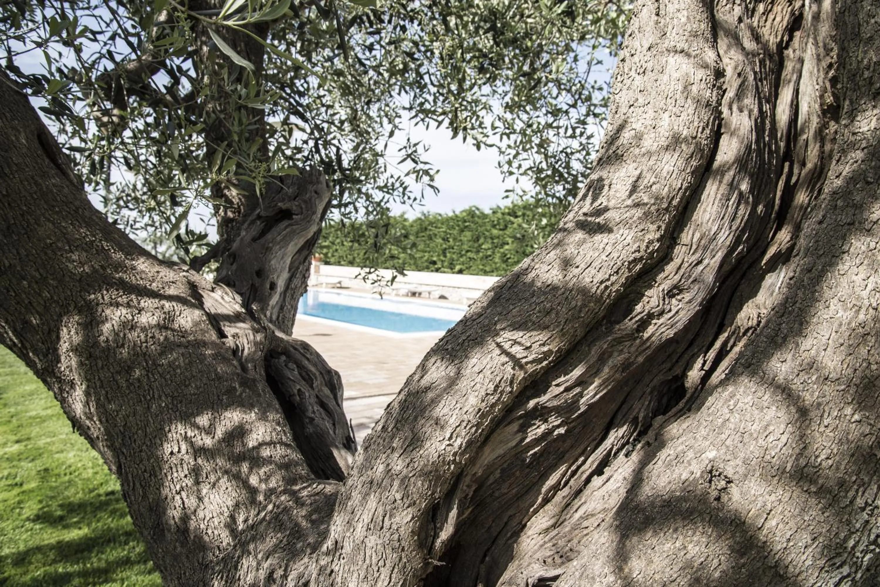 Garden in Masseria Gravelle