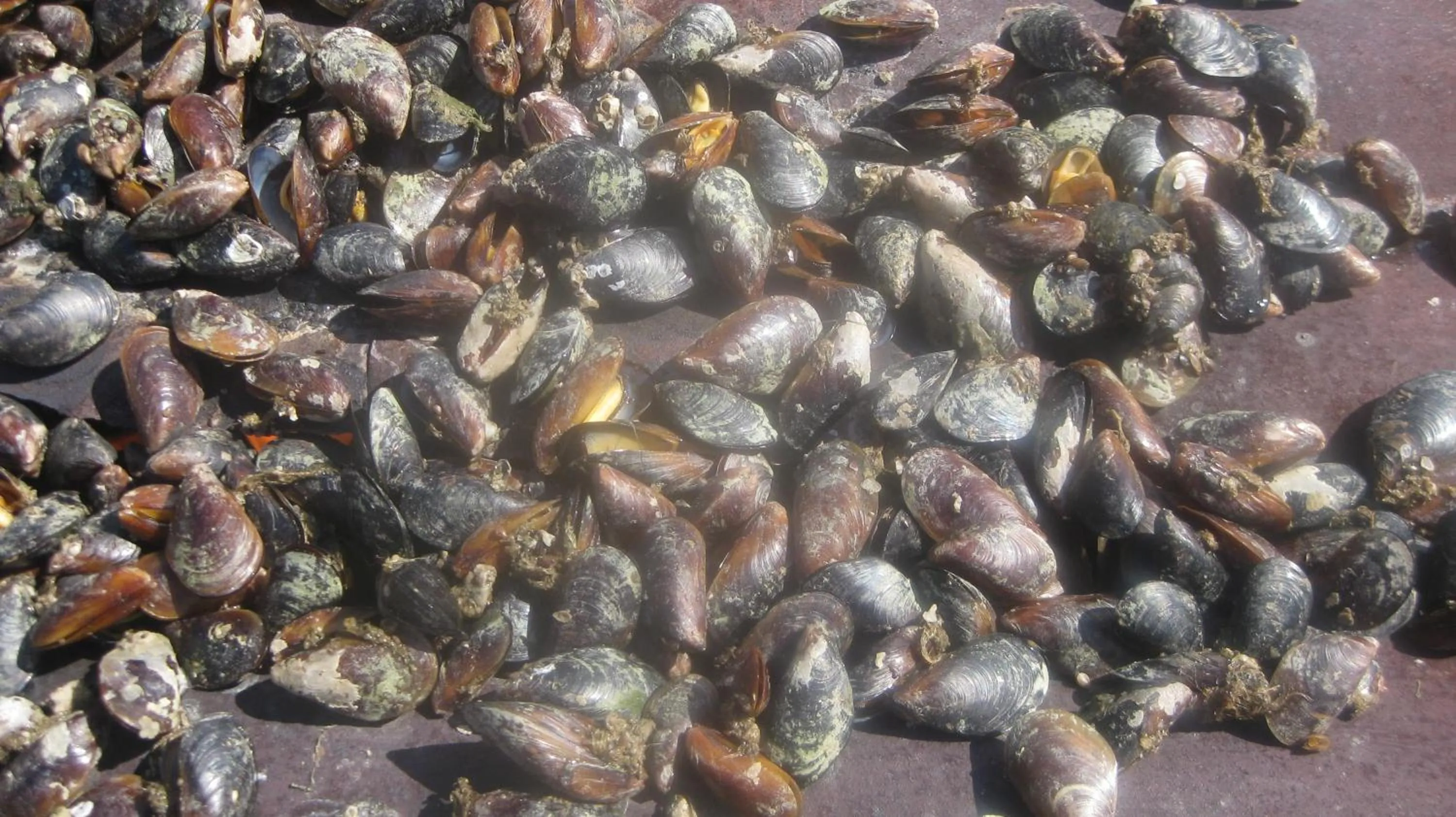 Food in TJ Guest House