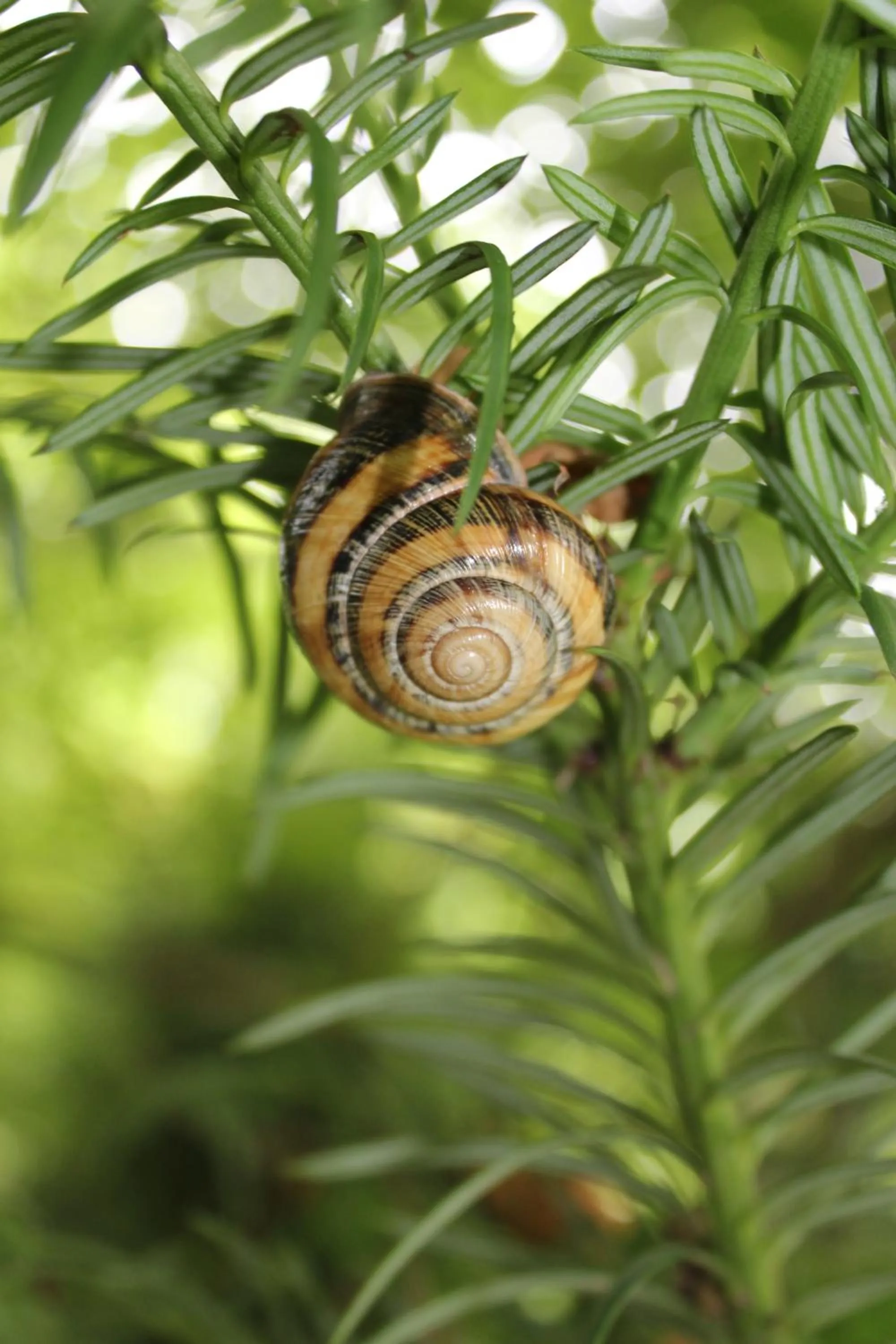 Garden in TJ Guest House