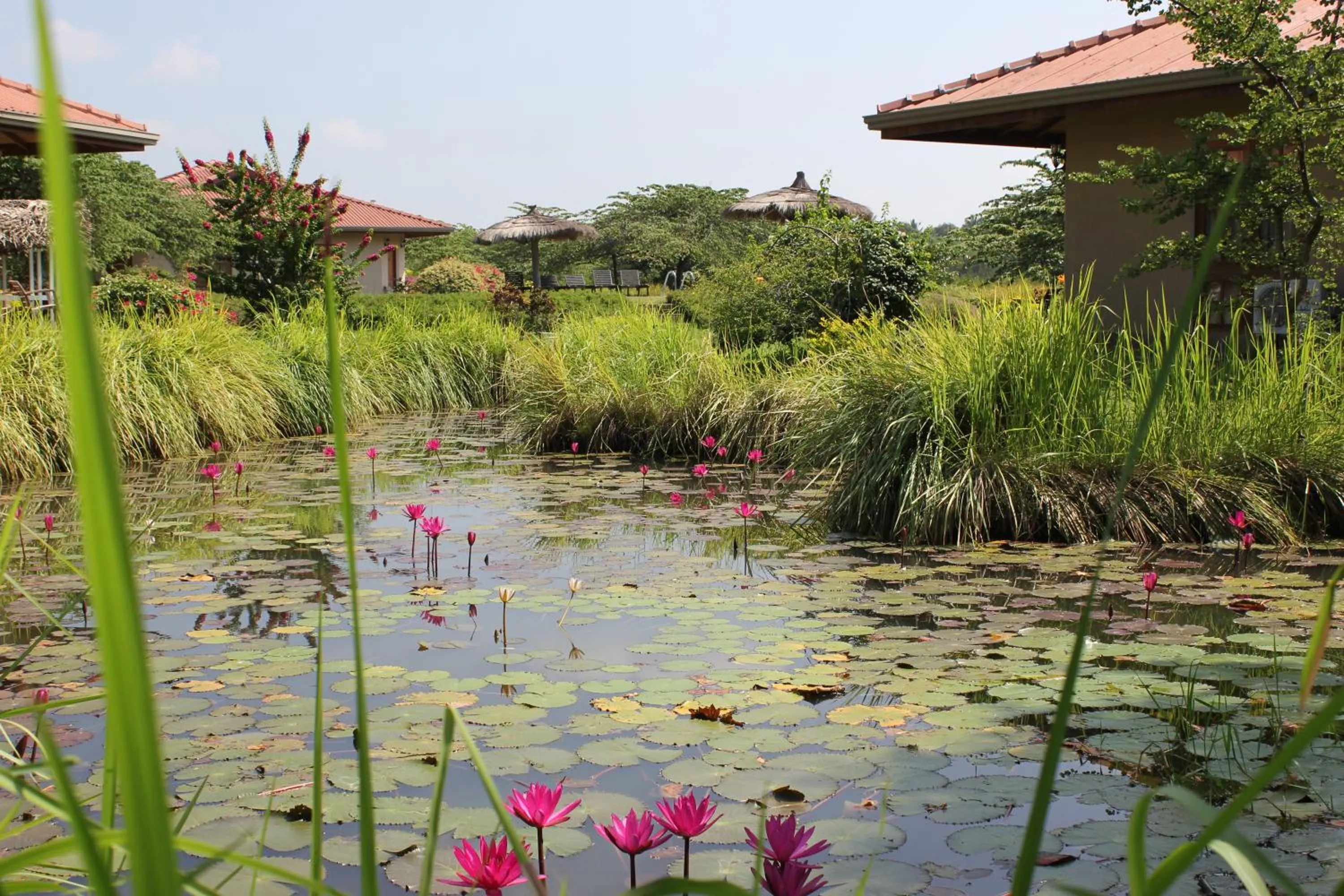 Garden in Hibiscus Garden Hotel
