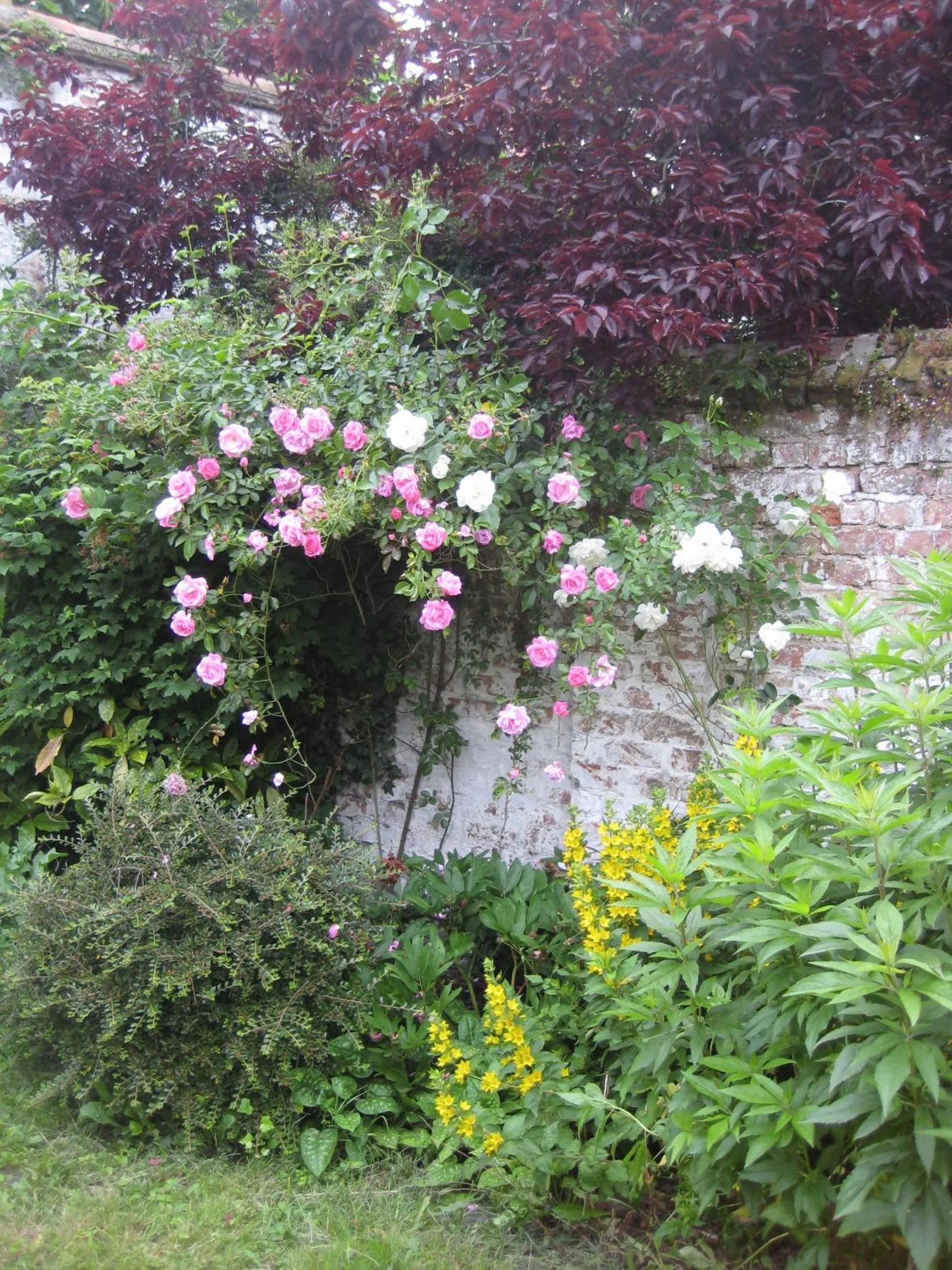 Garden in B&B Huis Willaeys