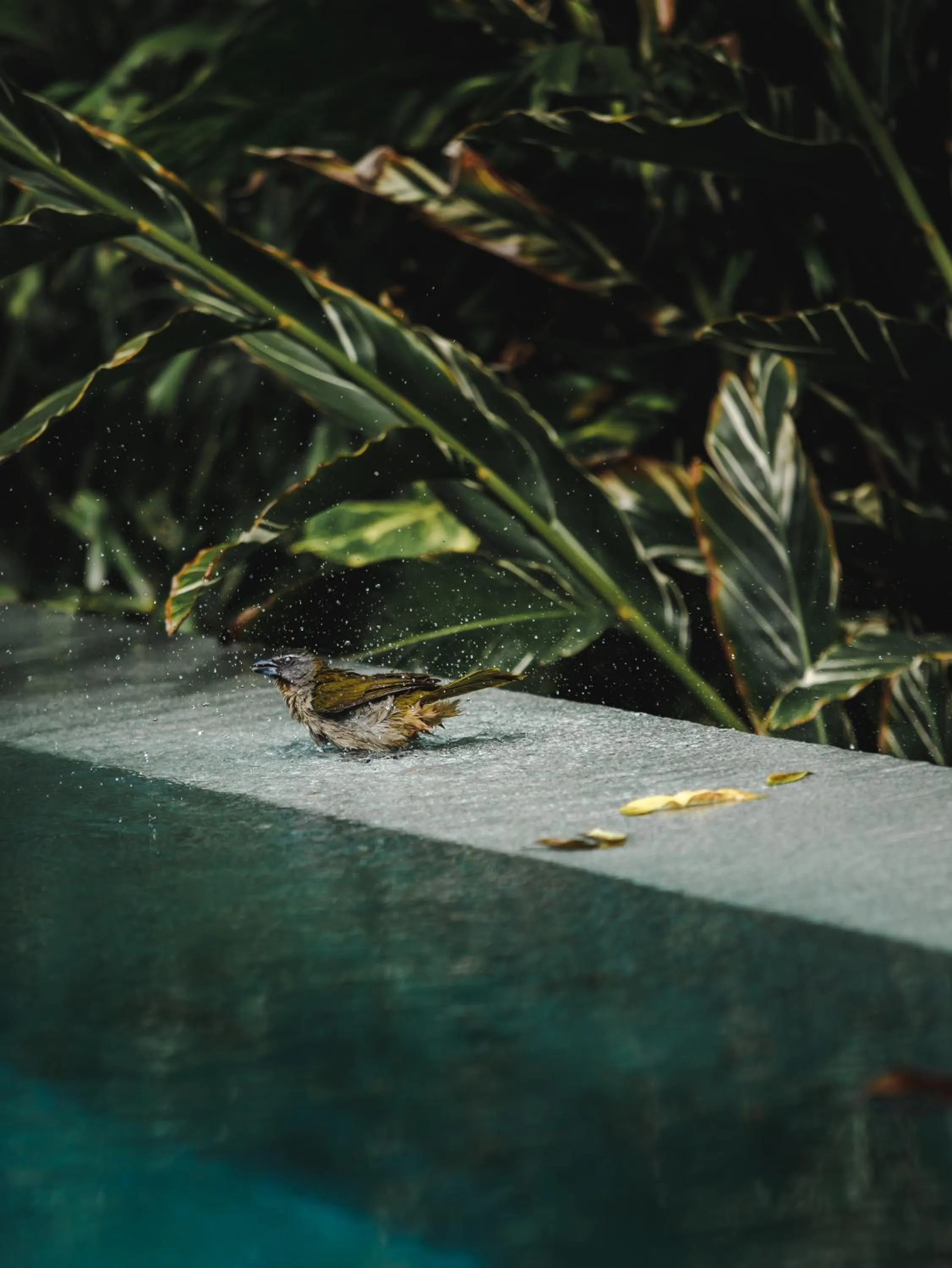 Swimming pool in Pousada Seis e Meia