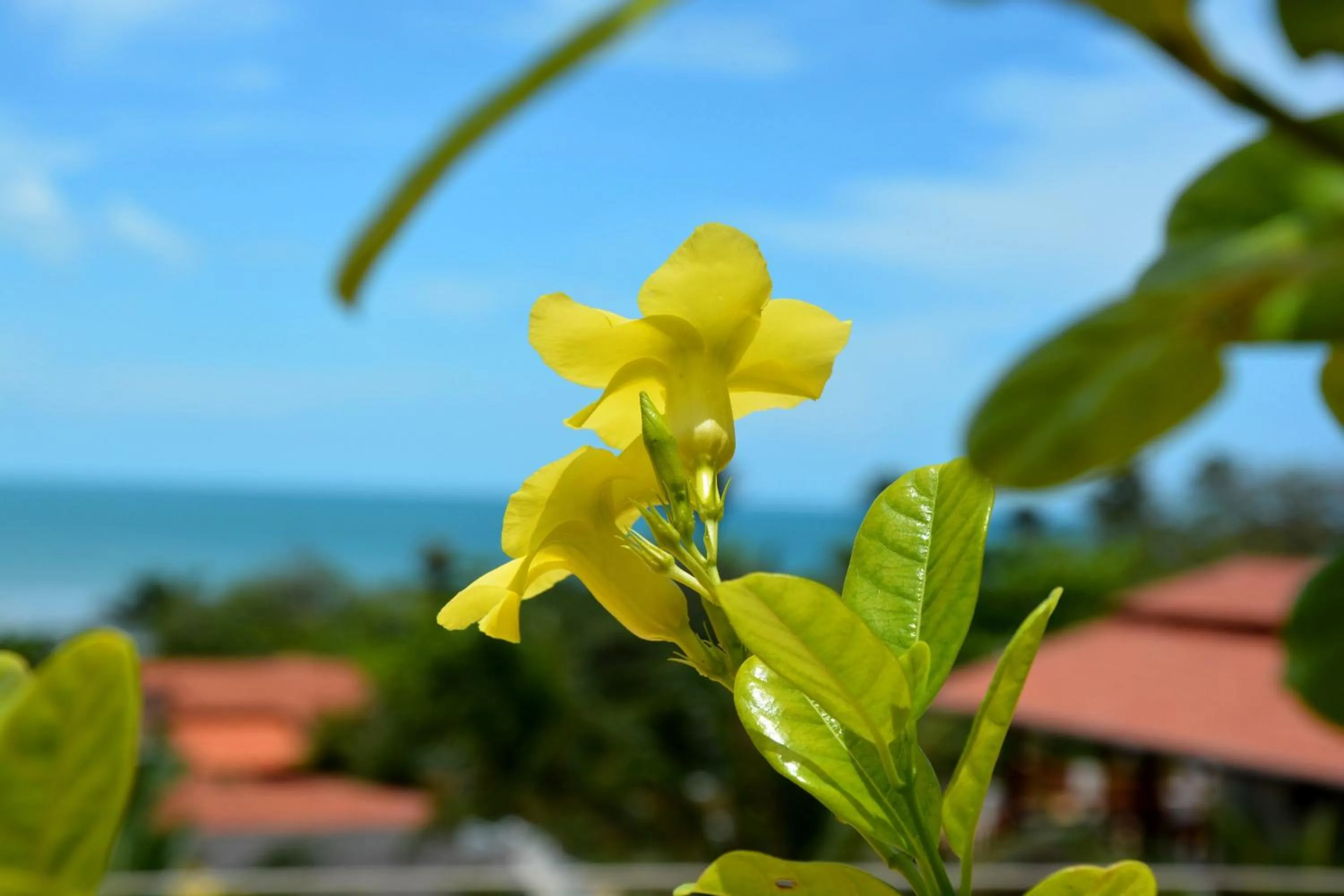 Garden in Hotel Villa Terra Viva