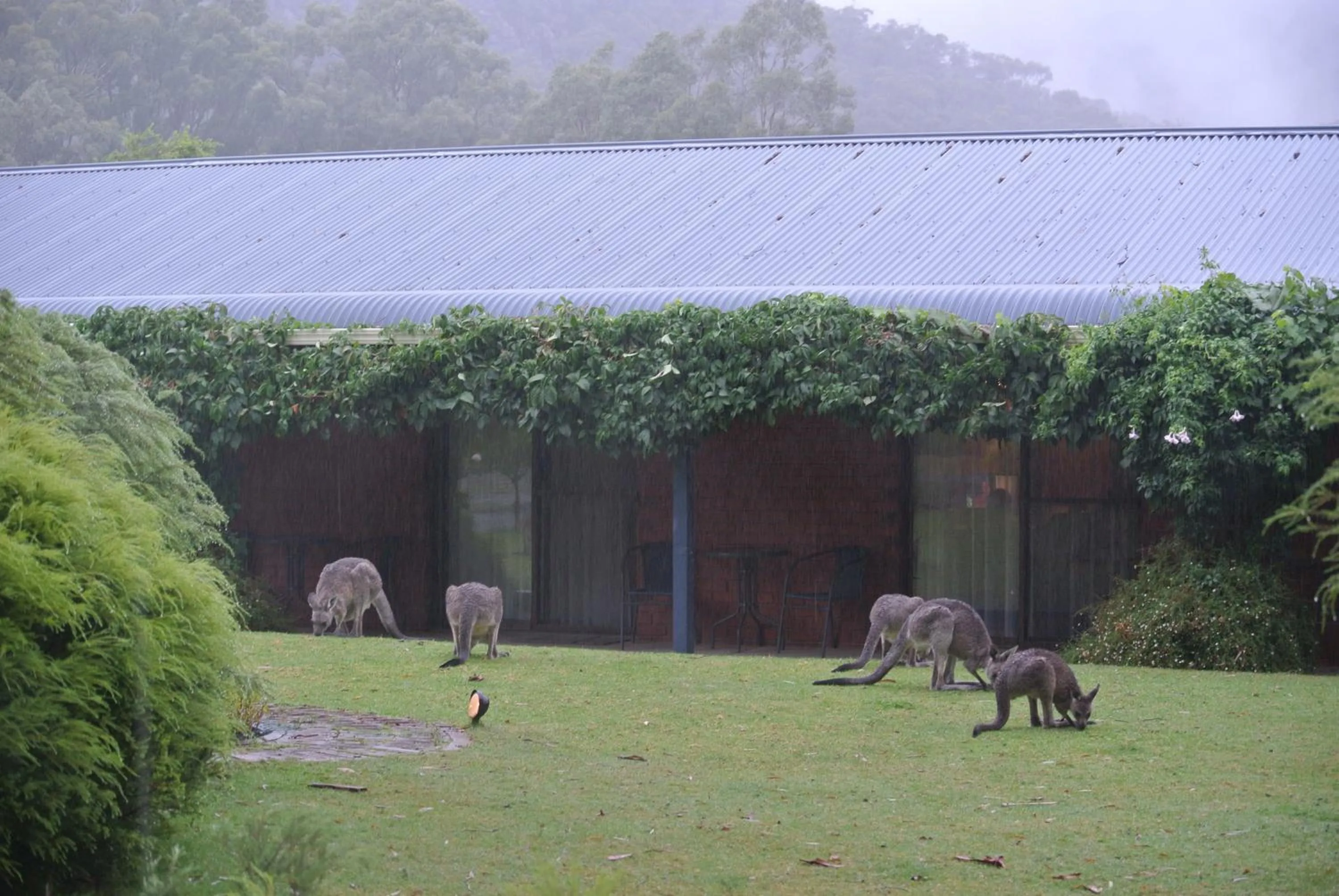 Animals in Kookaburra Motor Lodge
