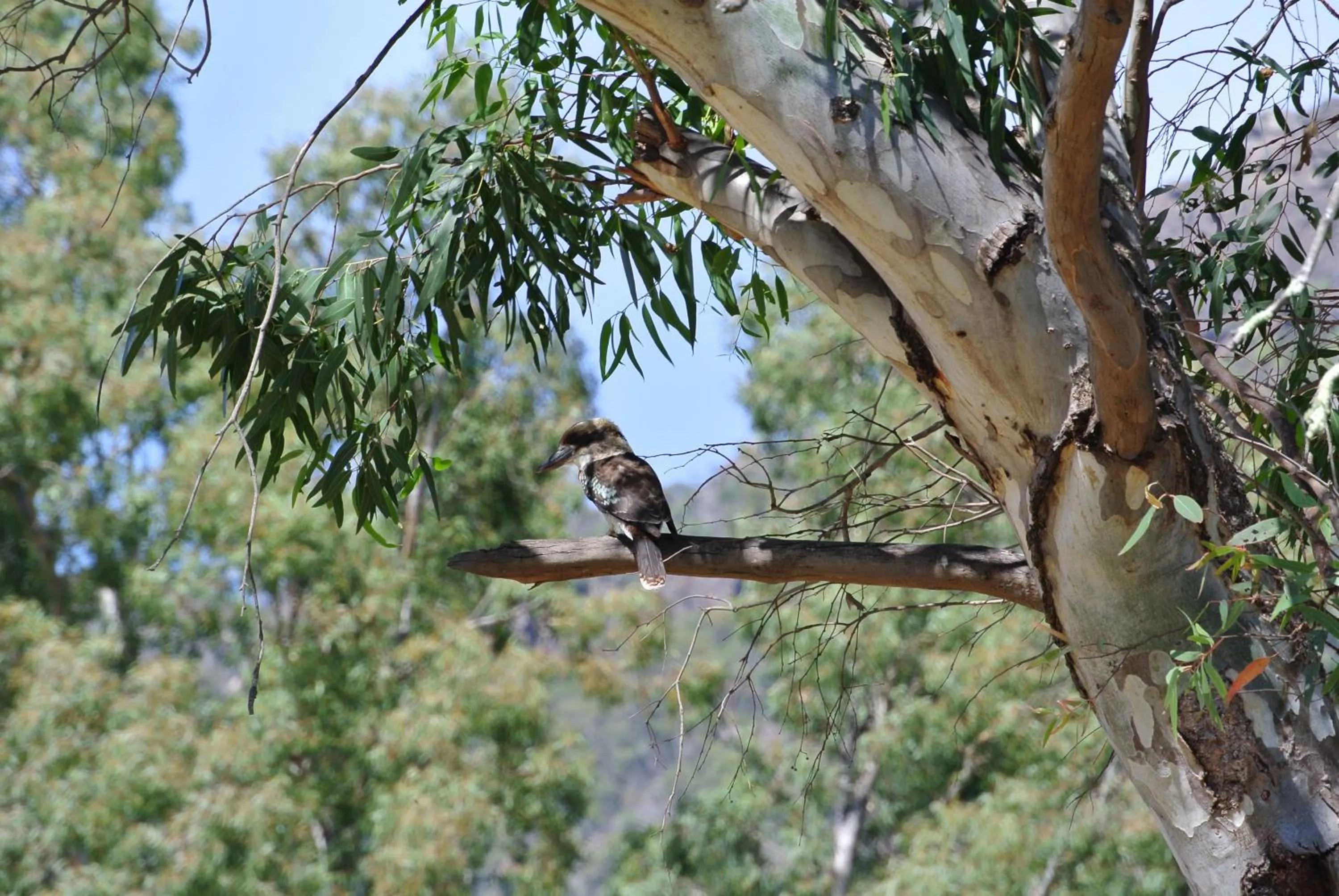 Animals in Kookaburra Motor Lodge