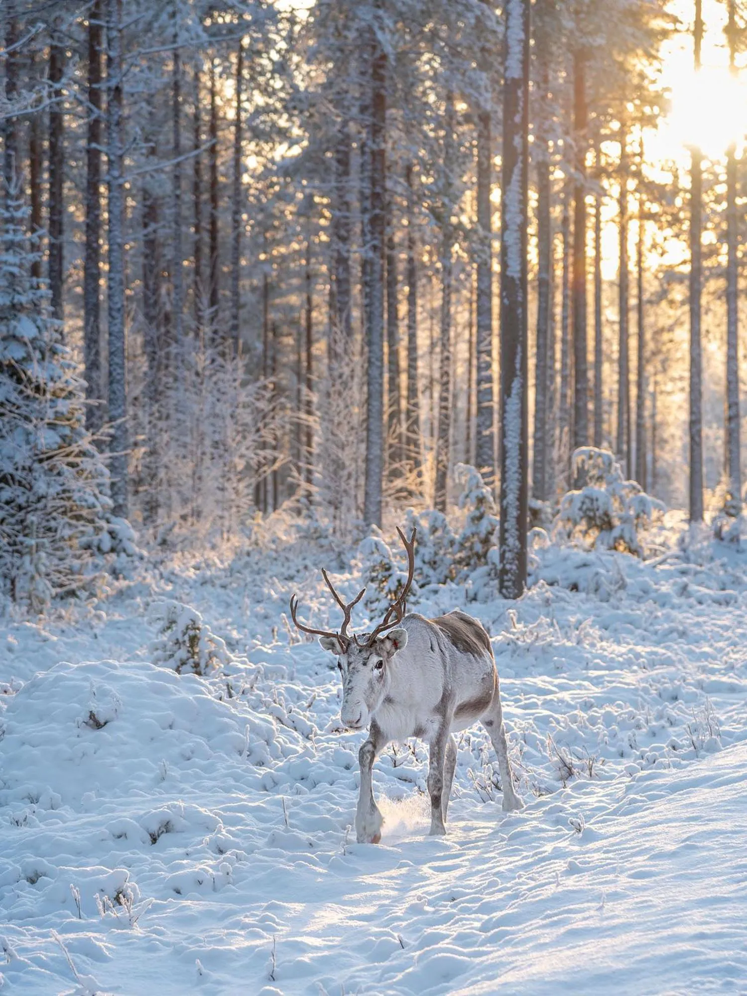 Natural landscape in Napapiirin Järvilomat