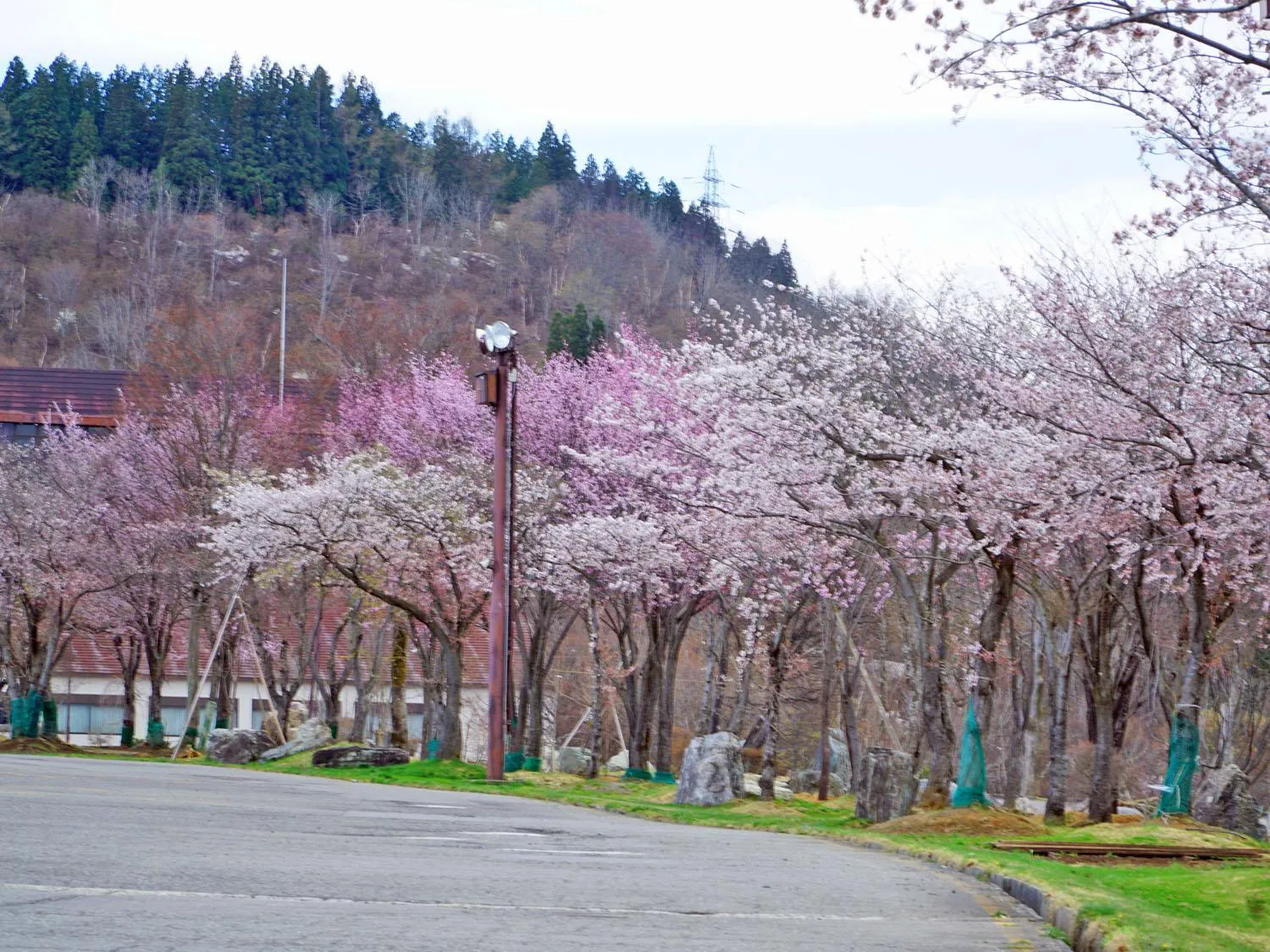 Spring in New Greenpia Tsunan