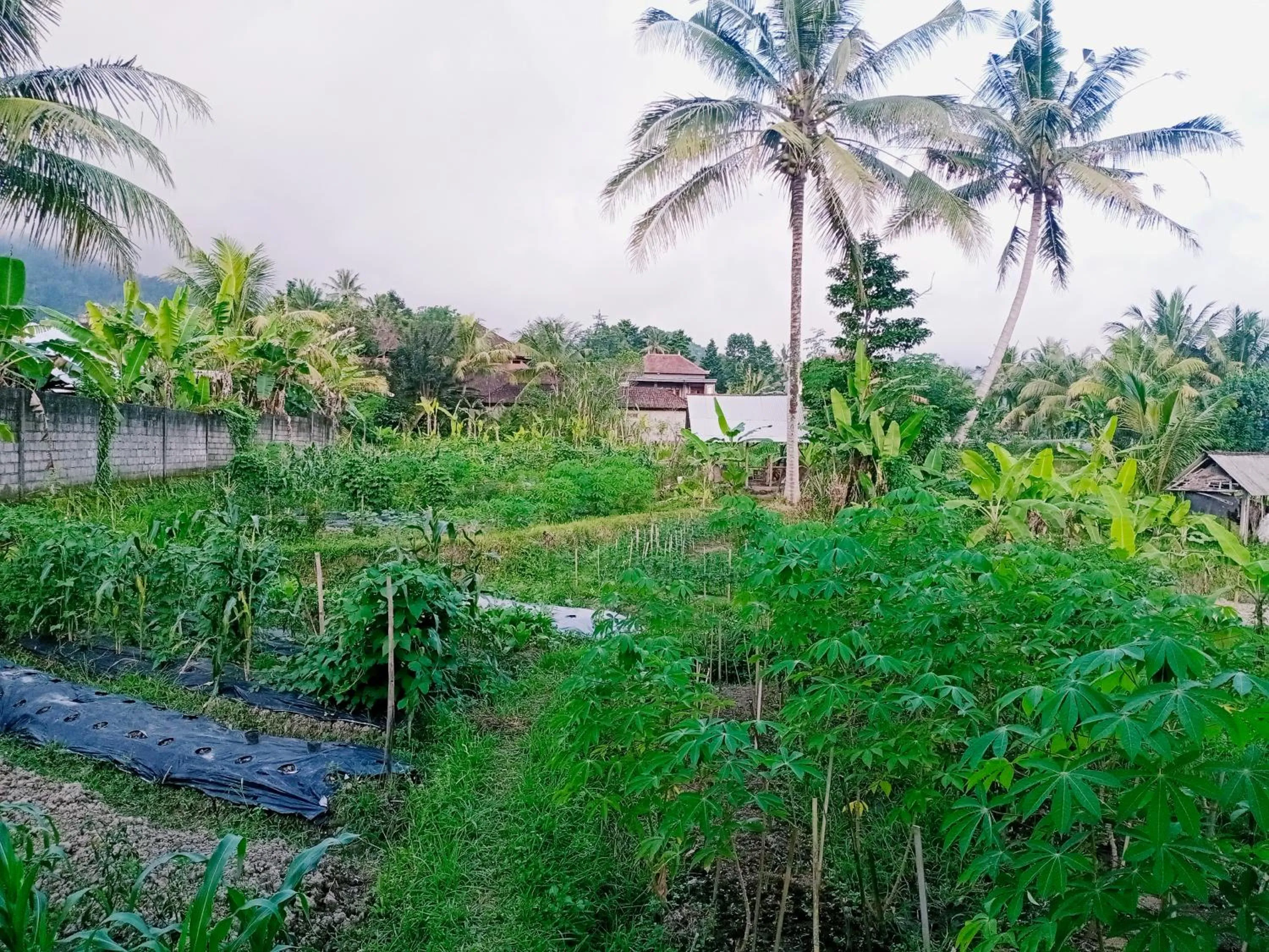 Natural landscape in Khrisna Hs and Cottages