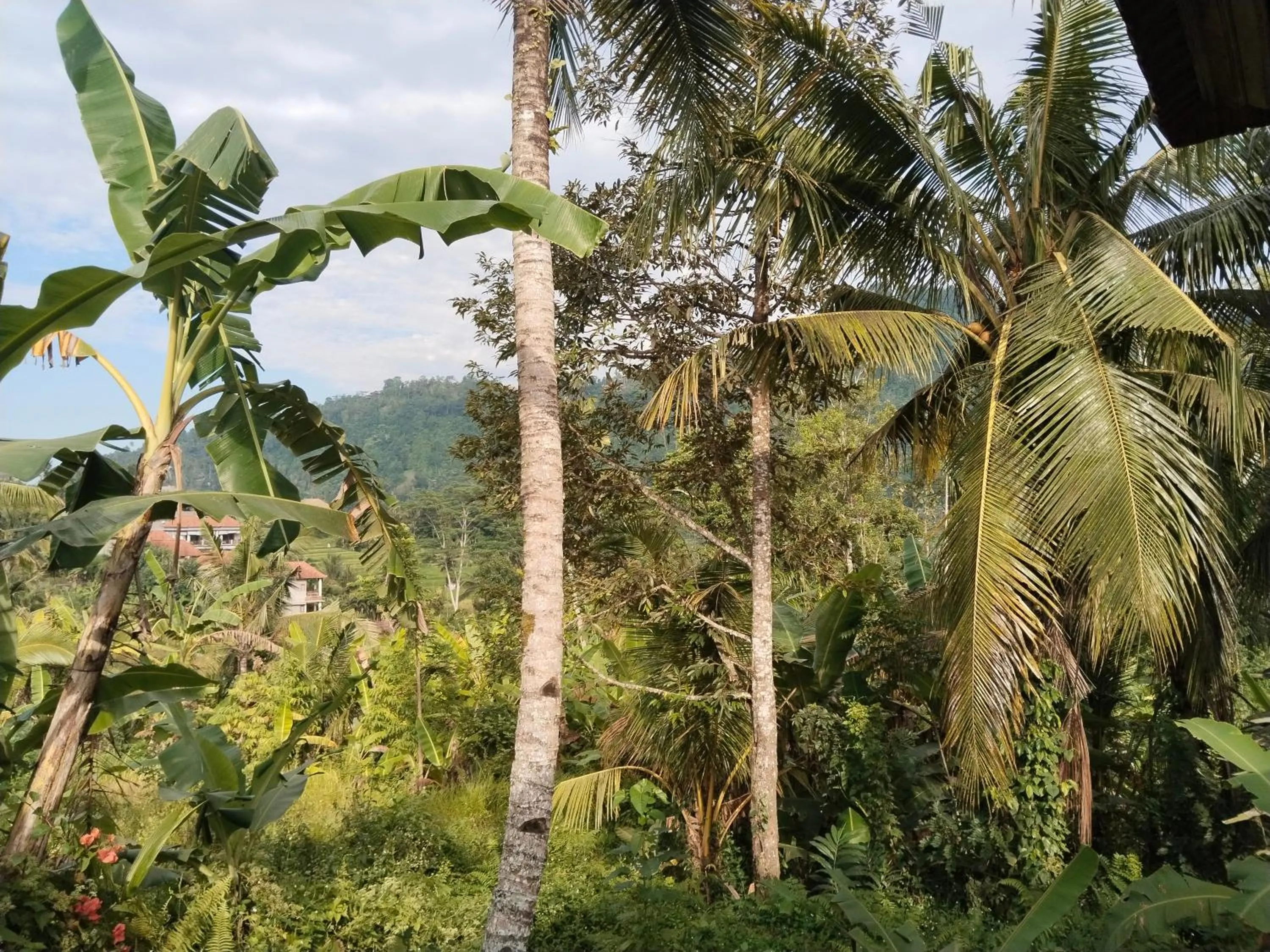 View (from property/room) in Khrisna Hs and Cottages