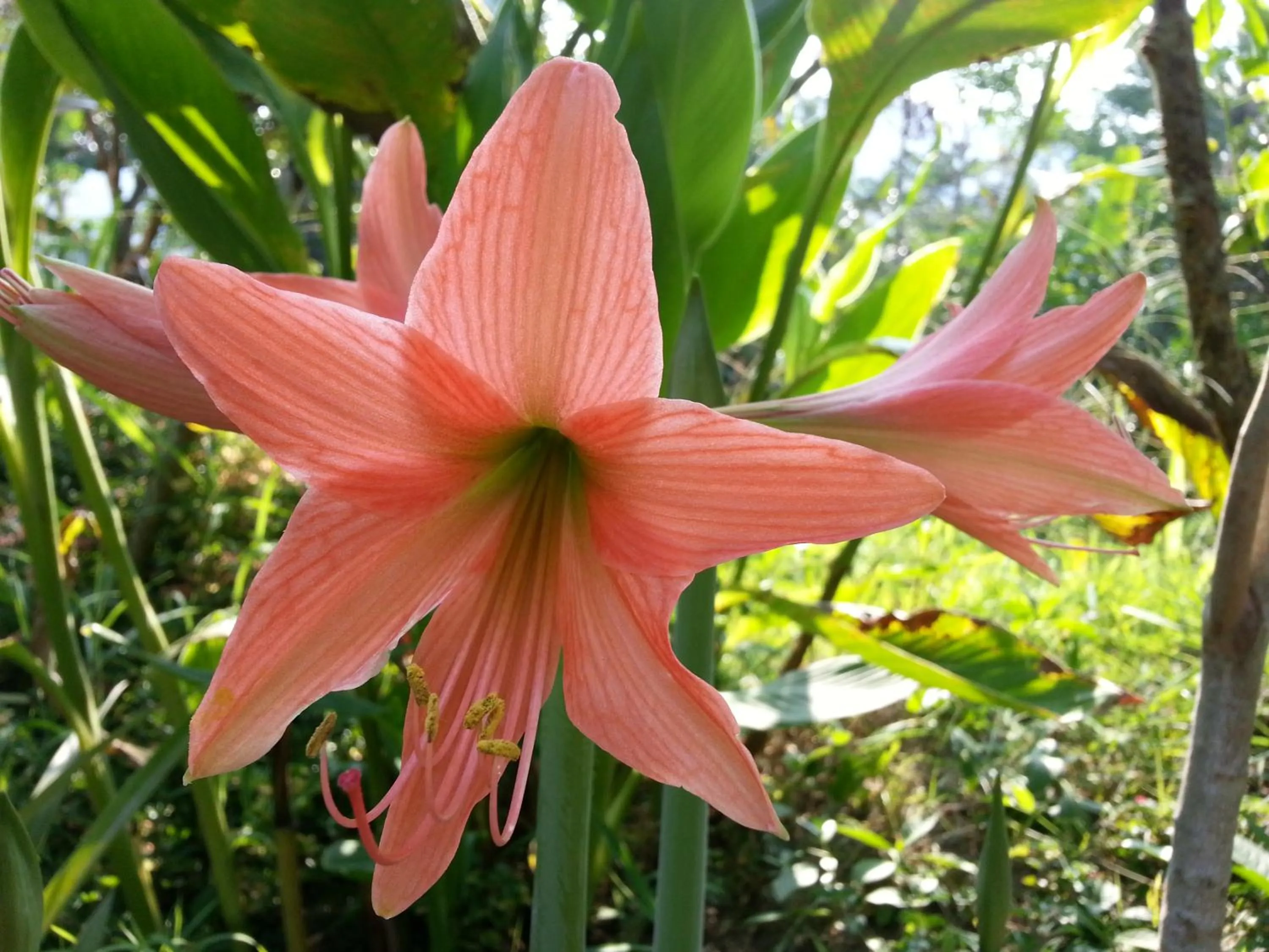 Garden in Khrisna Hs and Cottages