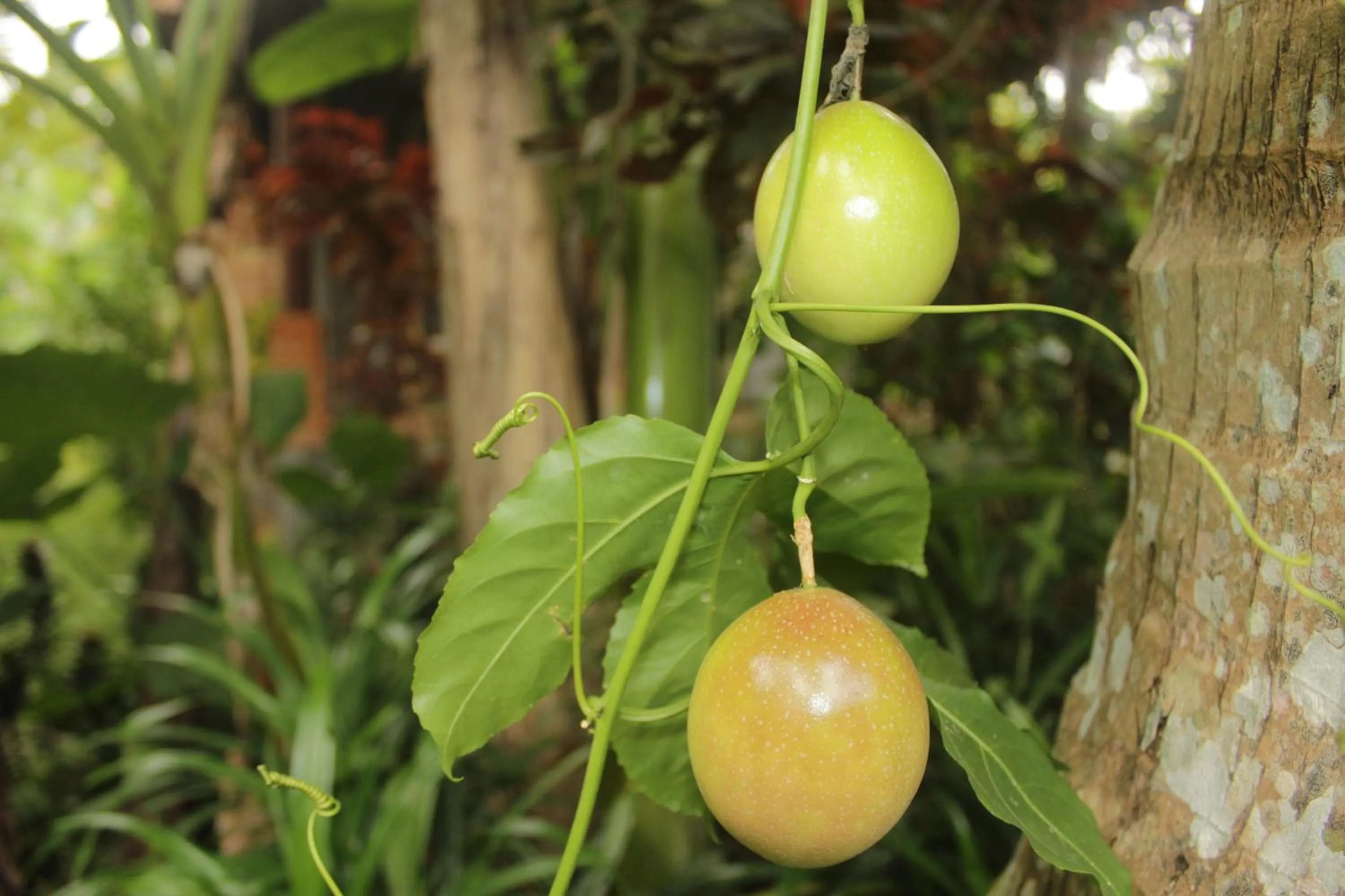 Garden view in Khrisna Hs and Cottages