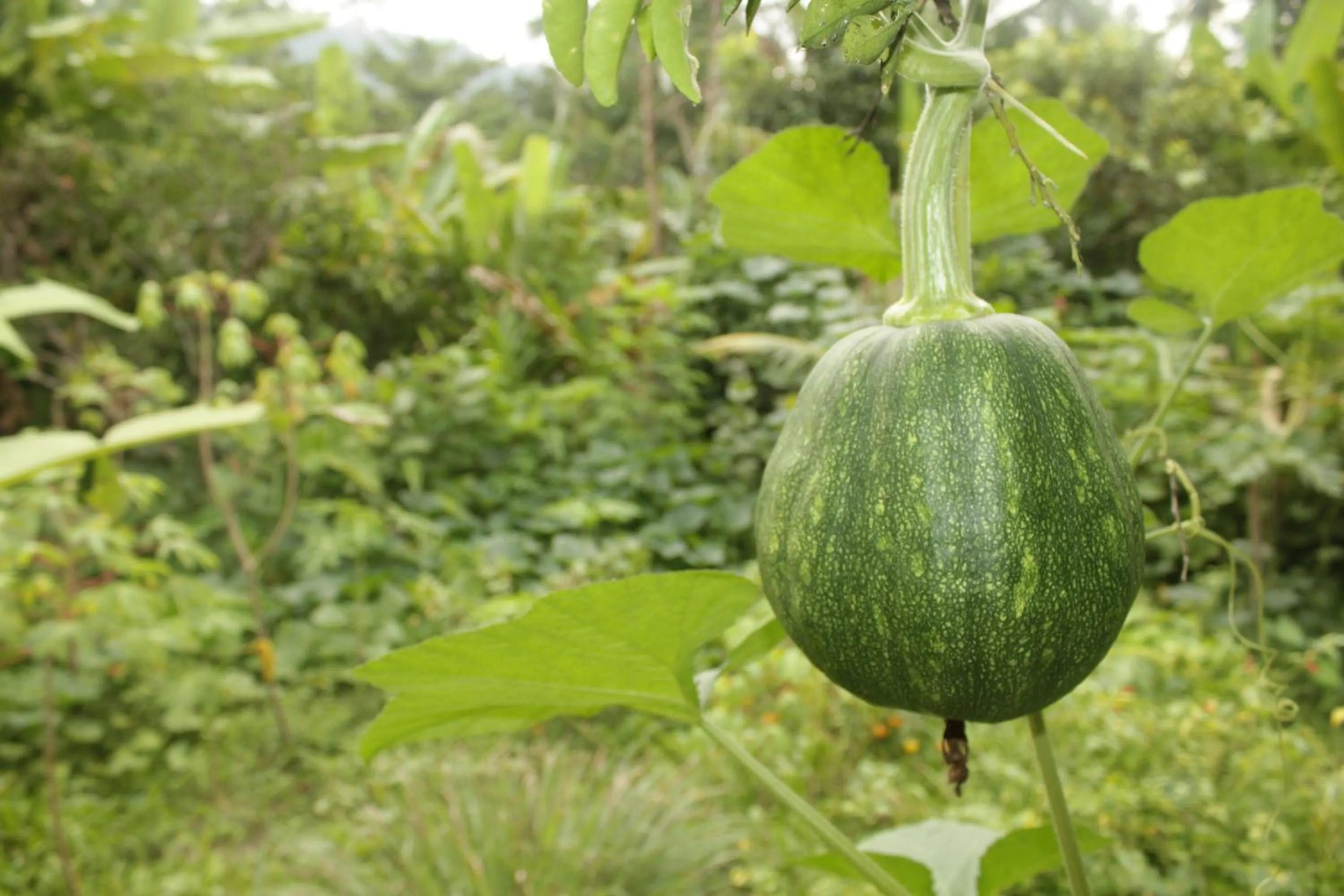 Garden view in Khrisna Hs and Cottages