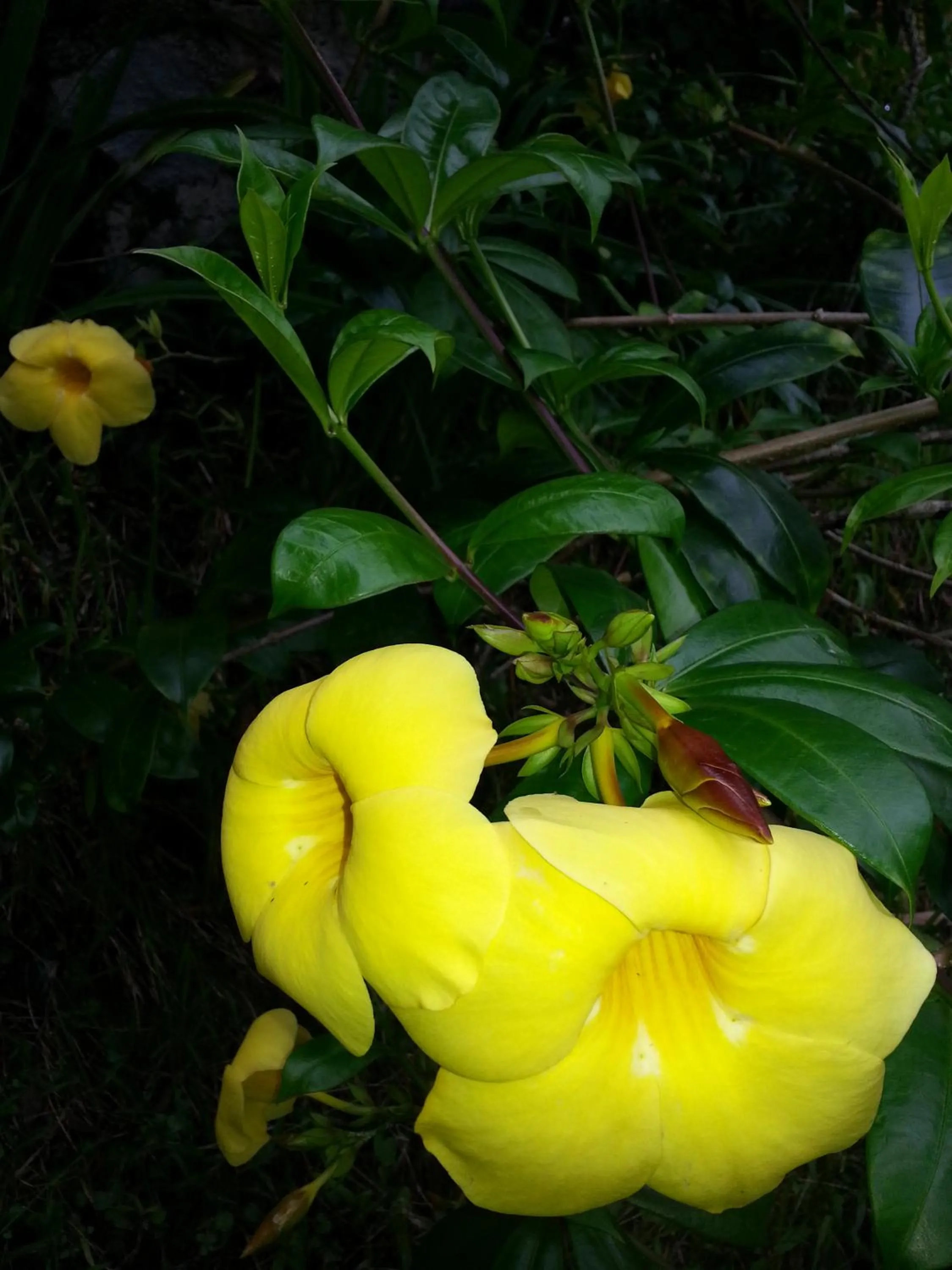 Garden view in Khrisna Hs and Cottages