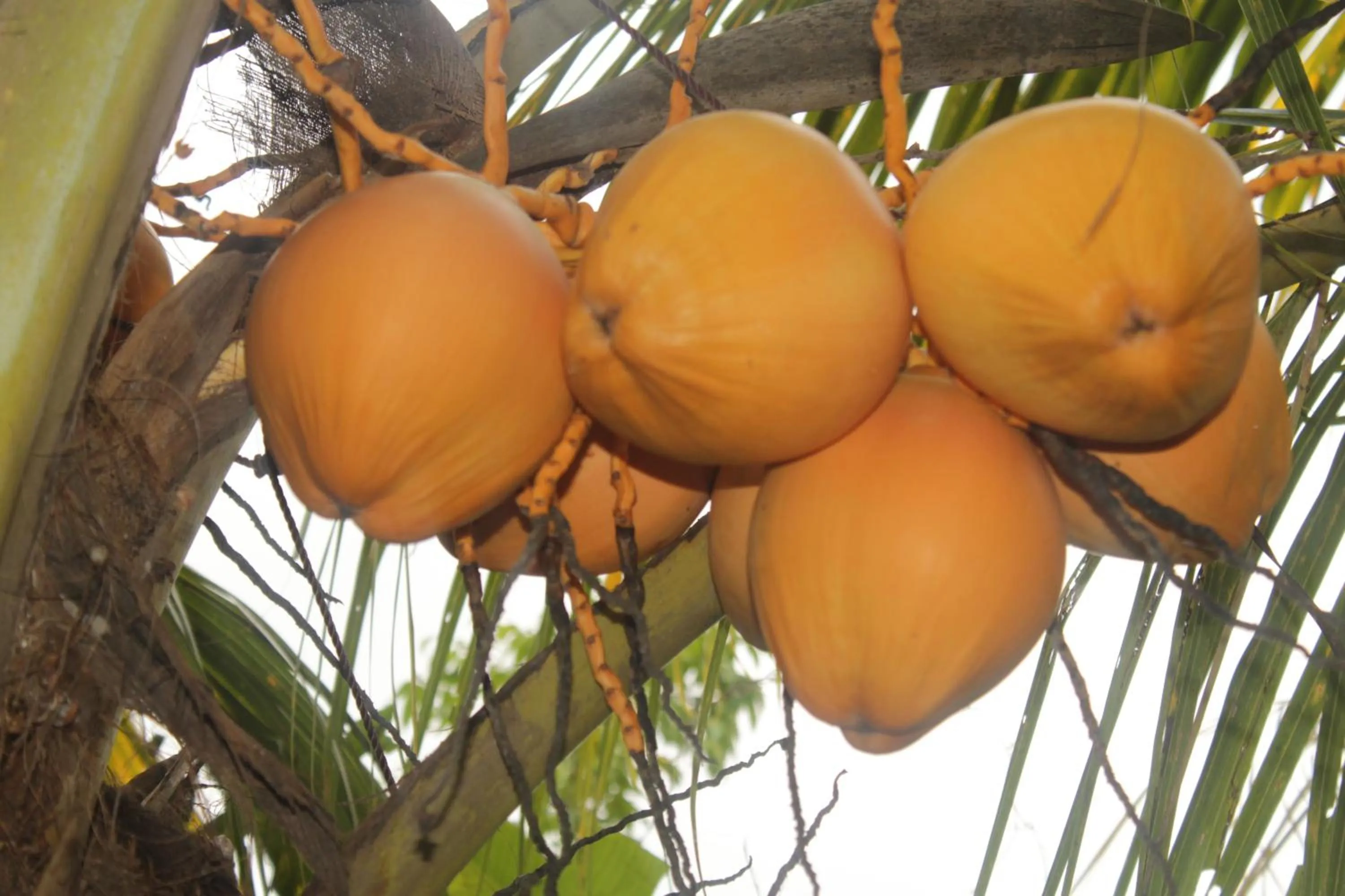 Other in Khrisna Hs and Cottages