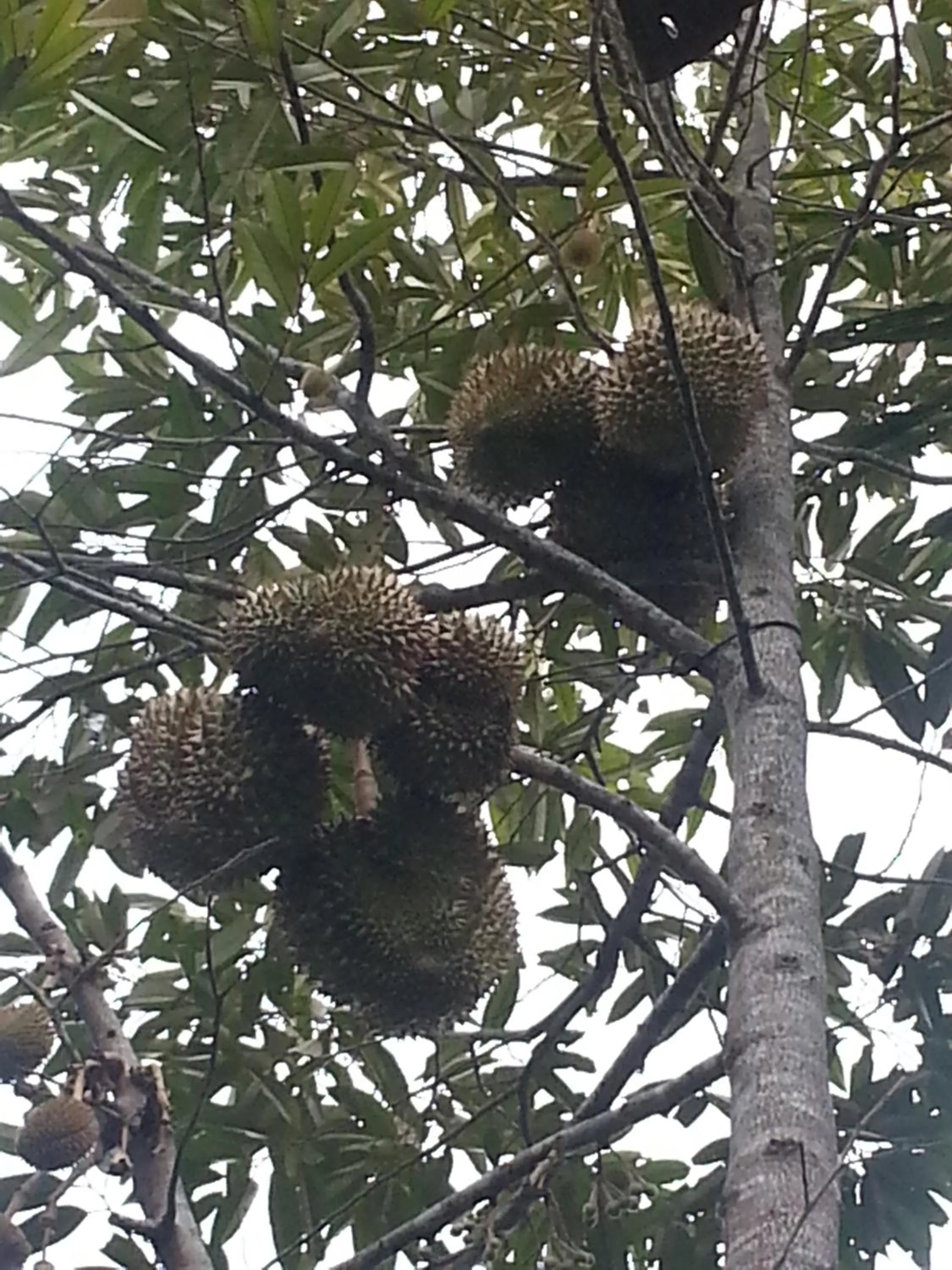Garden view in Khrisna Hs and Cottages