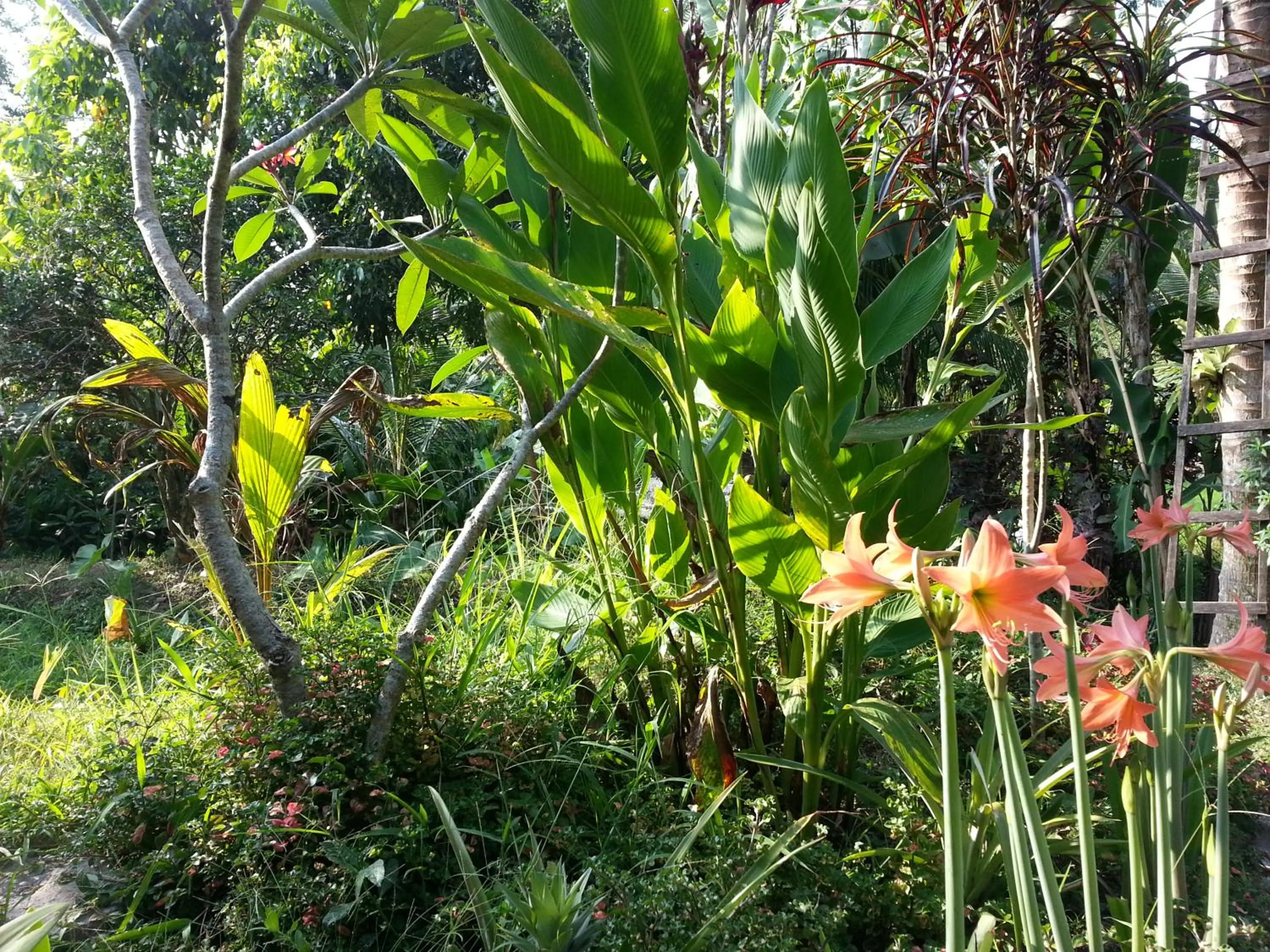 Garden in Khrisna Hs and Cottages