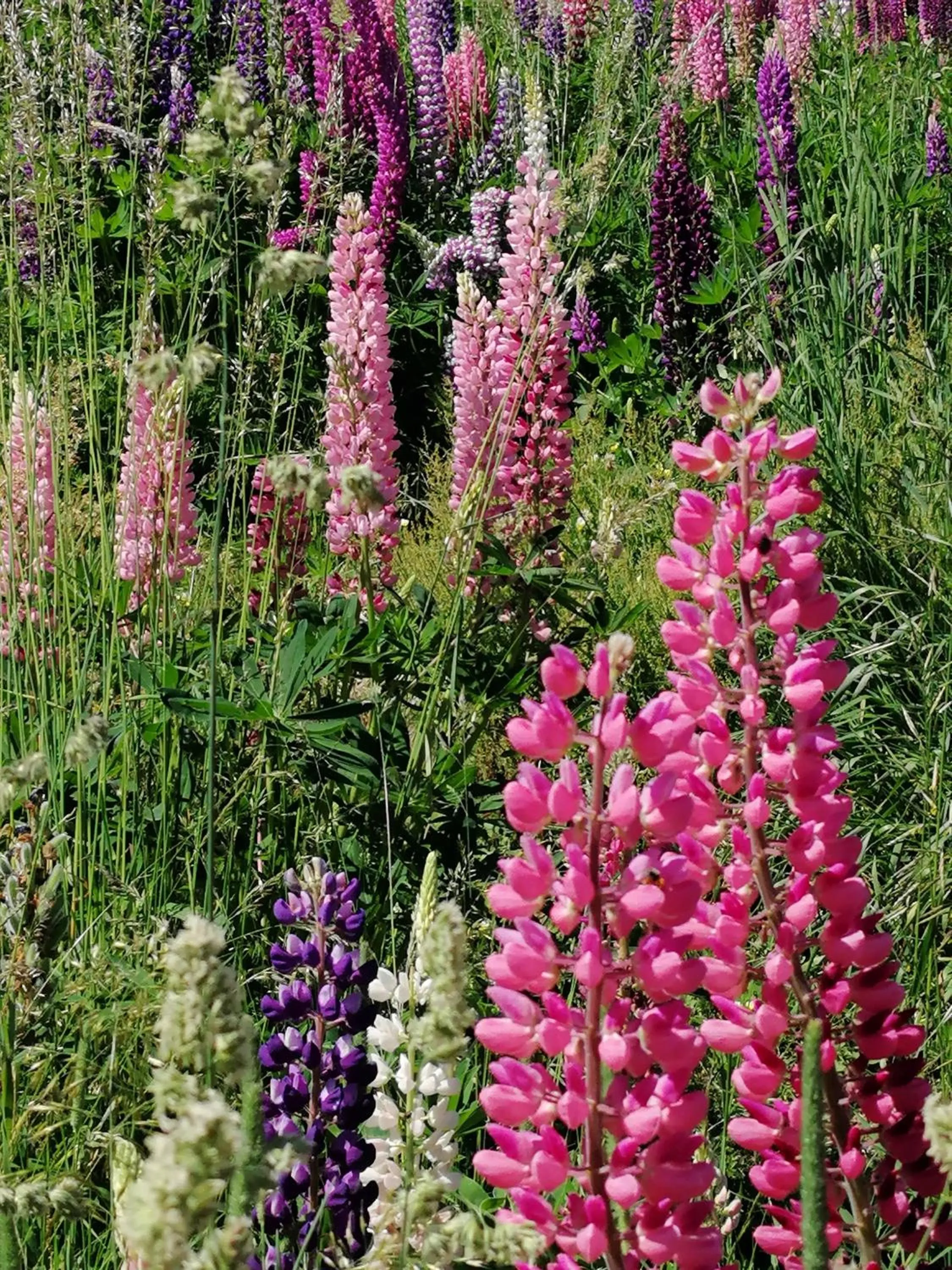 Day in Oberhauser Hütte Rodenecker - Lüsner Alm