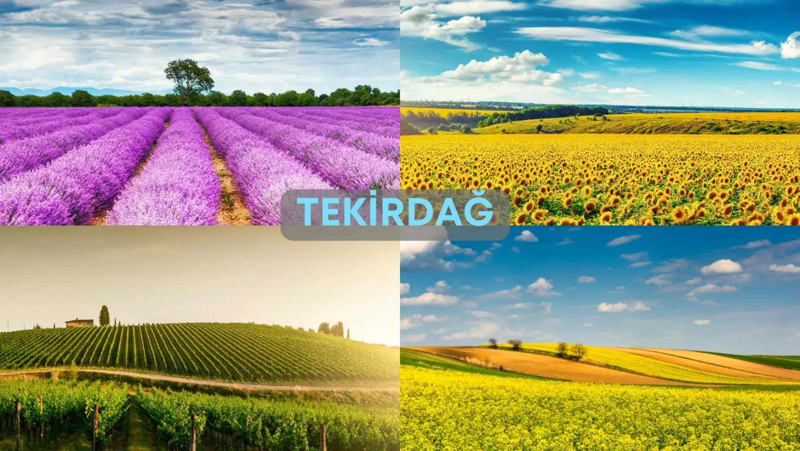 Entertainment in Ramada by Wyndham Tekirdağ