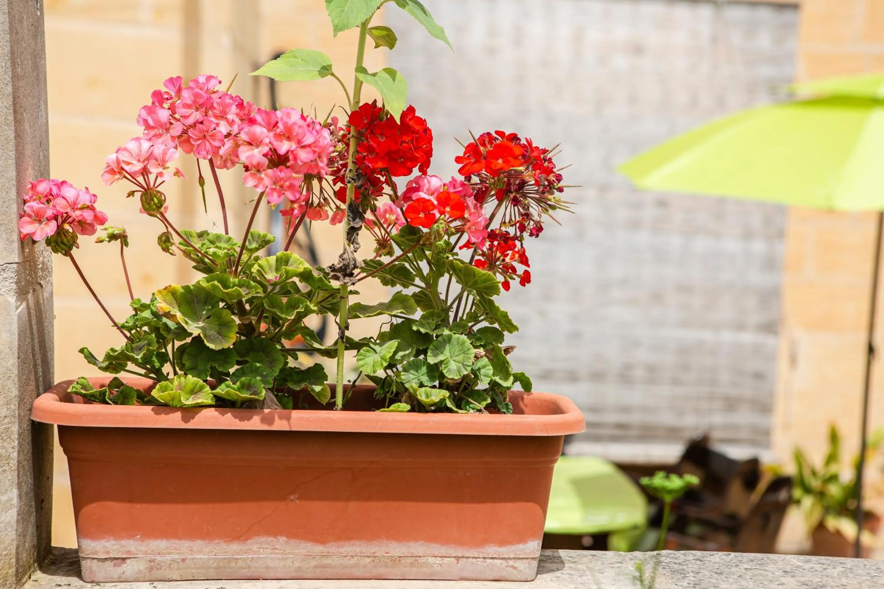 Garden in Ta' Bertu Host Family Bed & Breakfast