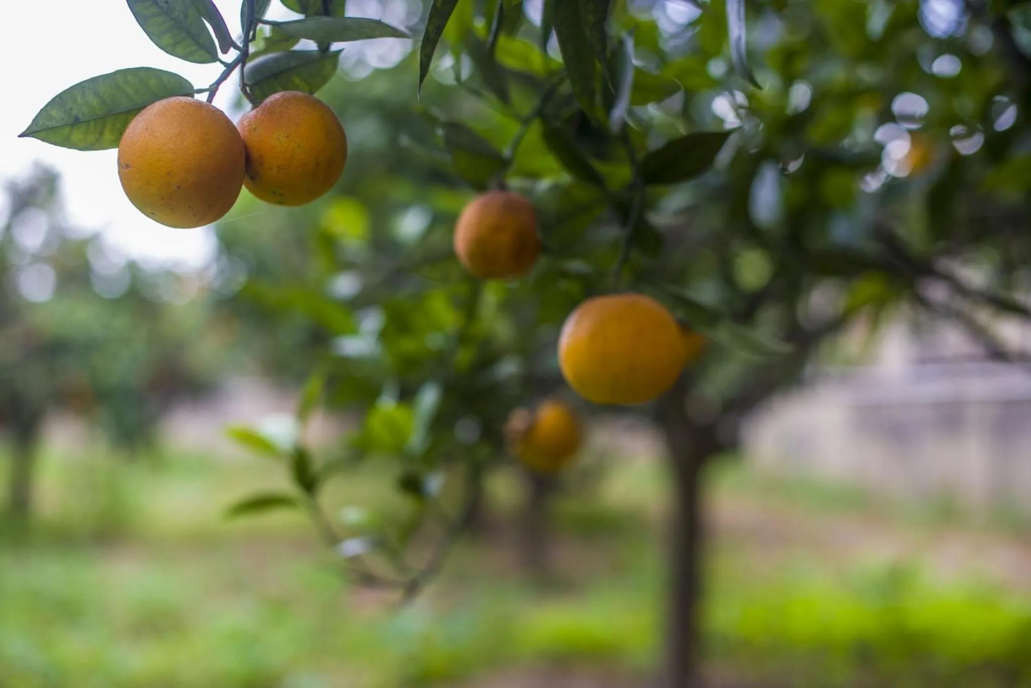 Other in Ta' Bertu Host Family Bed & Breakfast