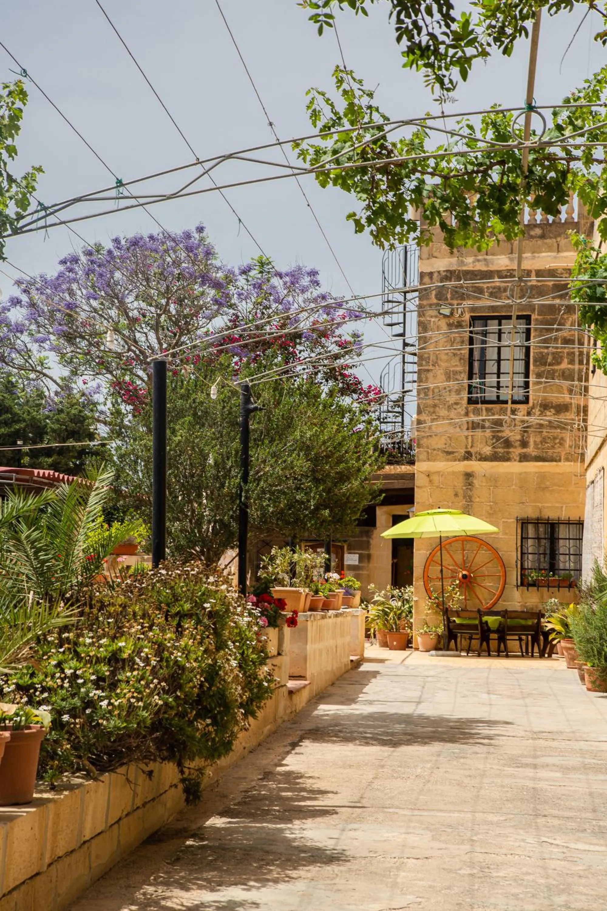 Garden in Ta' Bertu Host Family Bed & Breakfast