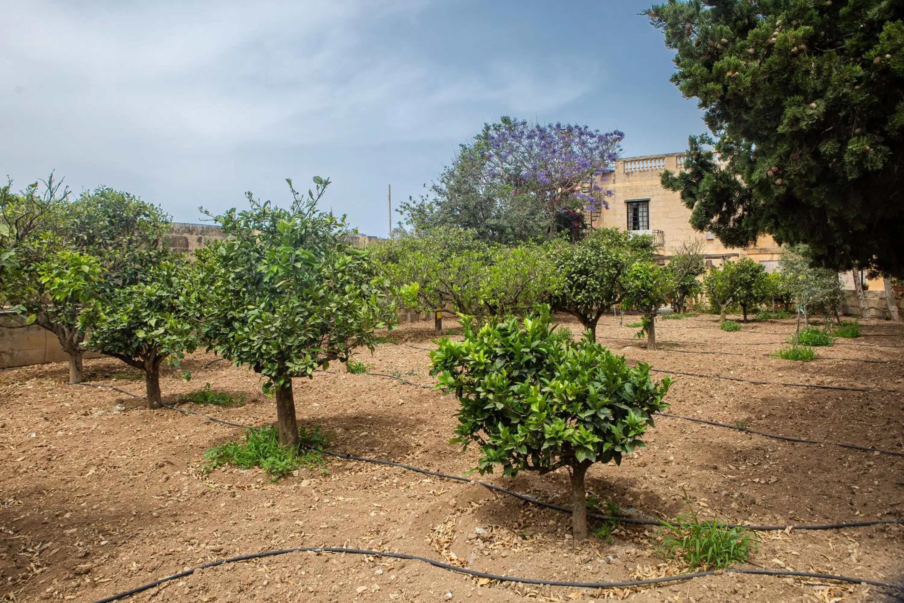 Garden in Ta' Bertu Host Family Bed & Breakfast