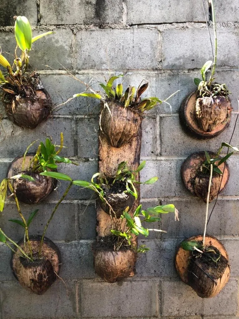 Garden in Pousada Recanto Trancoso