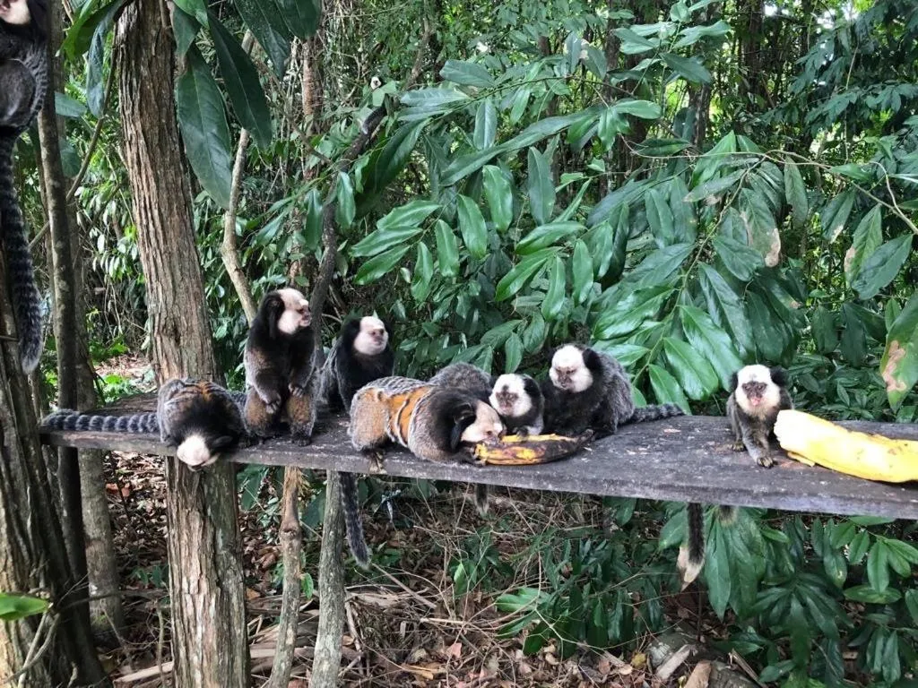 Garden view in Pousada Recanto Trancoso