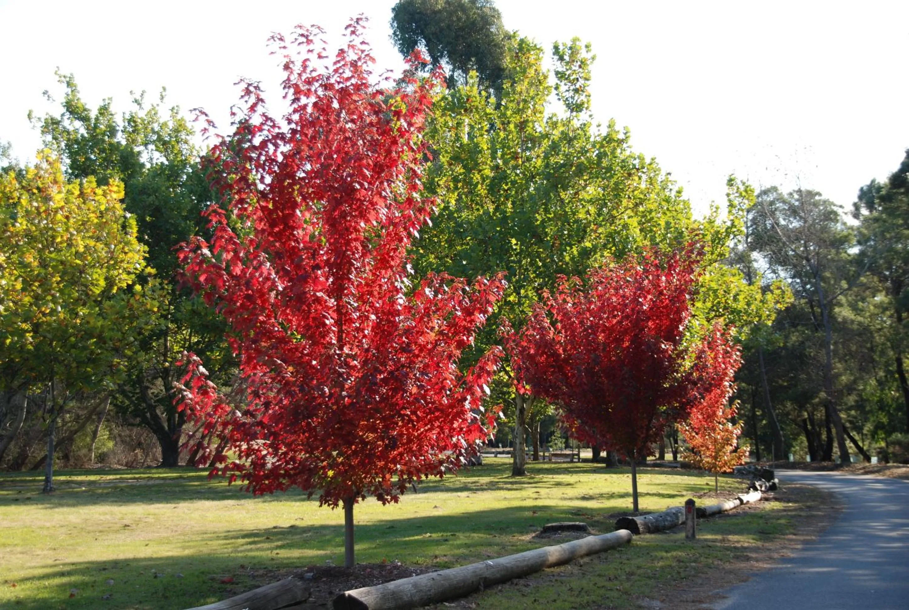 Area and facilities in Beechworth Lake Sambell Caravan Park