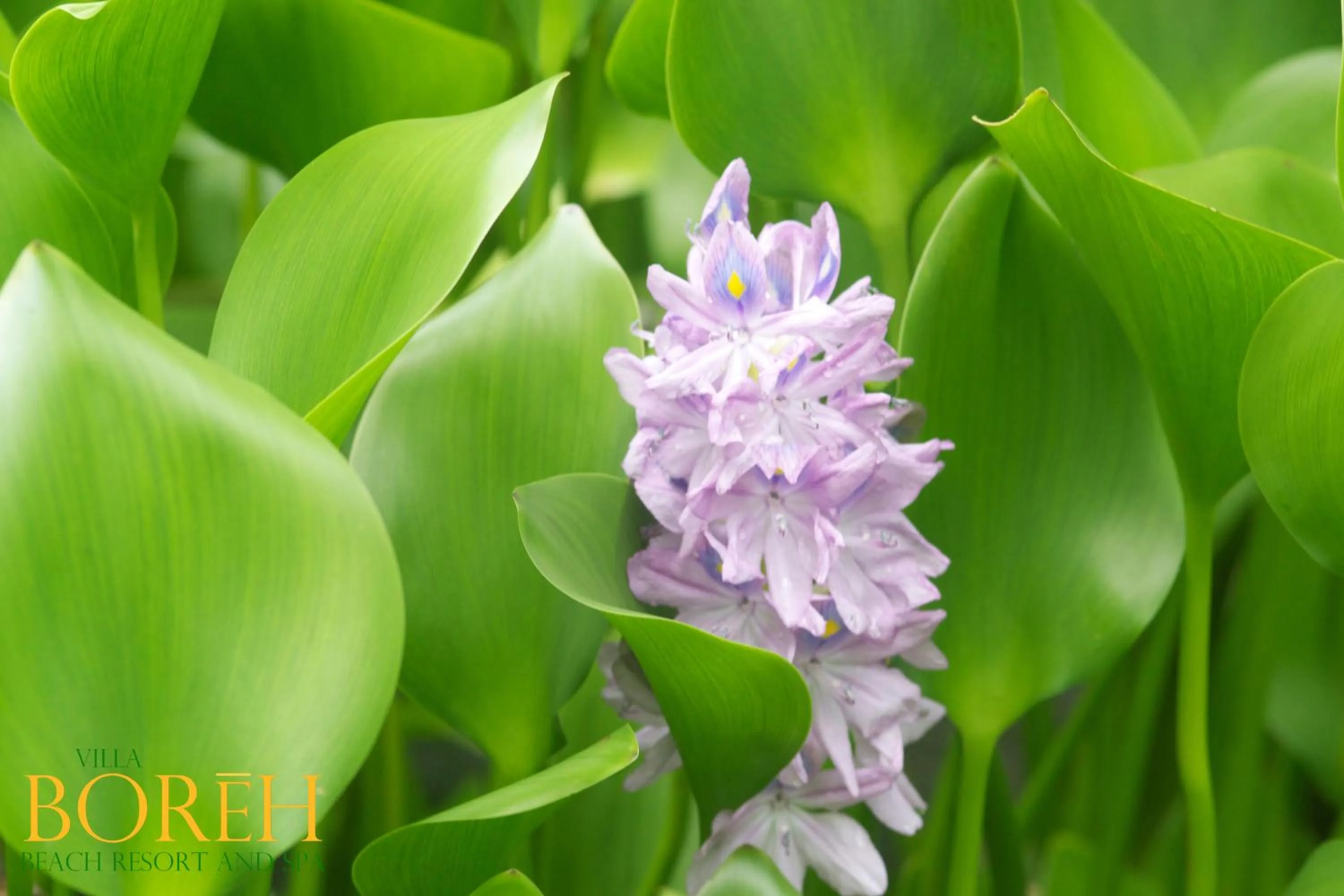 Garden in Villa Boreh Beach Resort and Spa