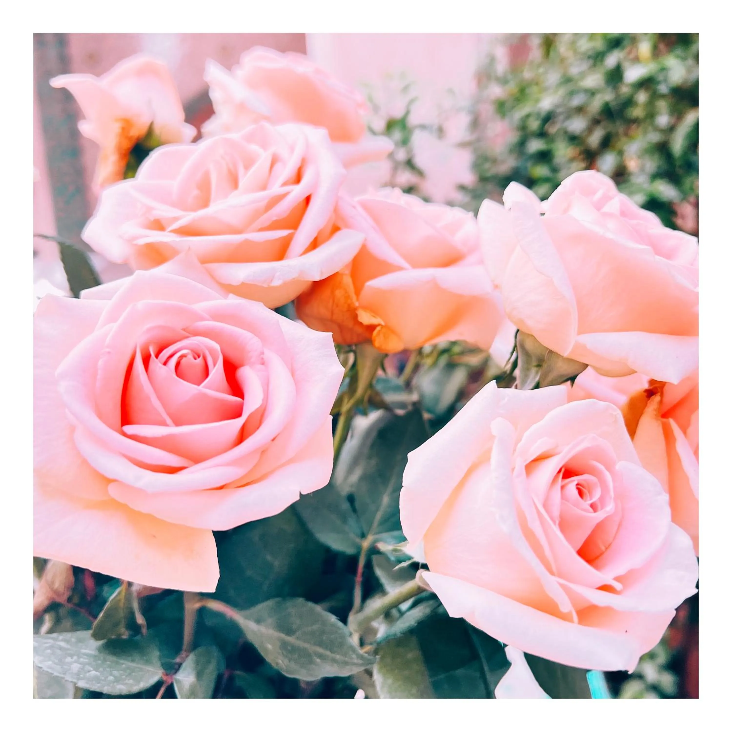 Palais Nejma oriental